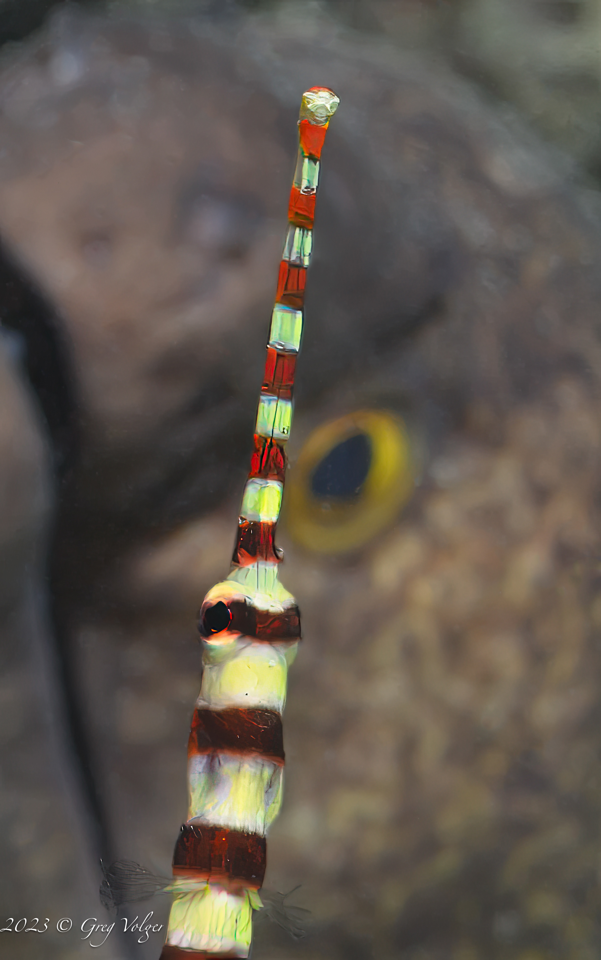 Pipe fish