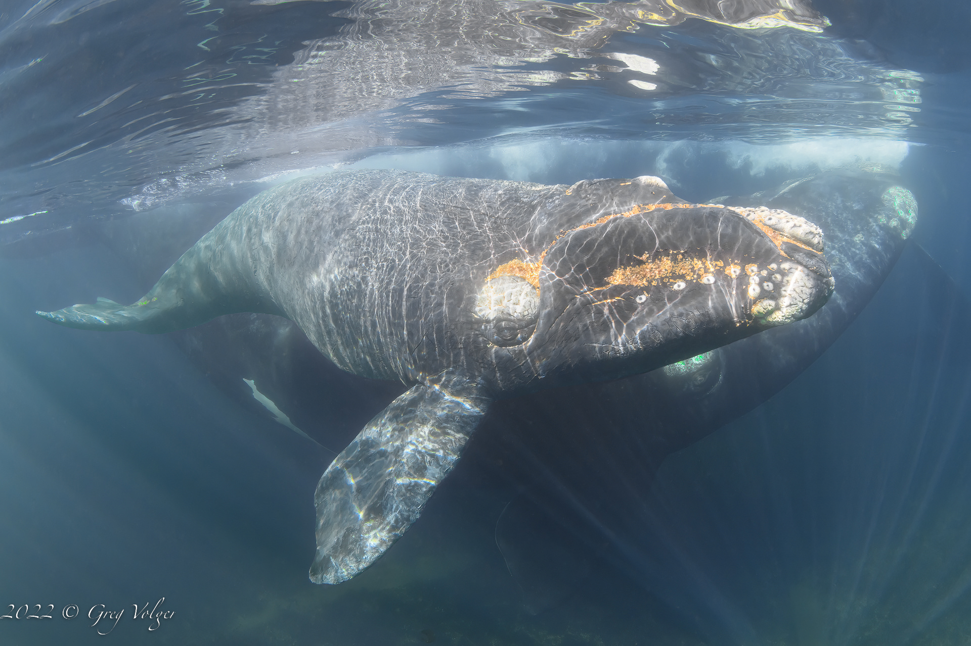 Southern Right Whale