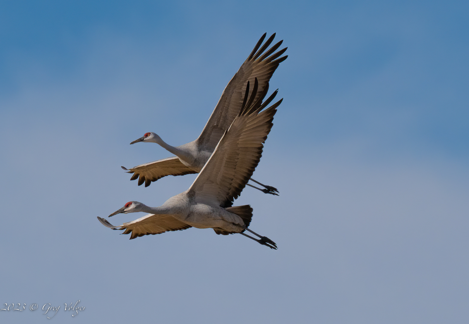Sandhill crane