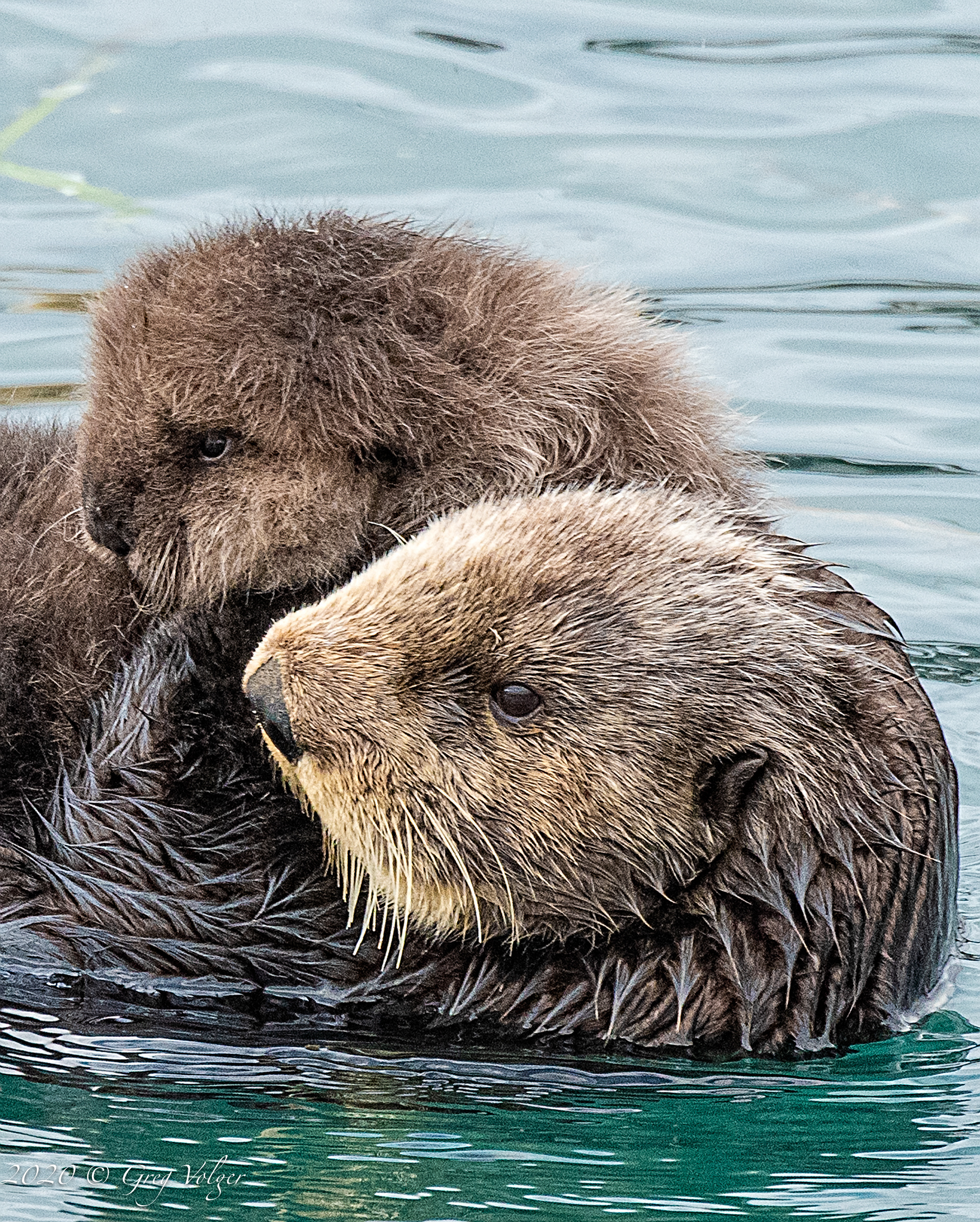Sea Otters - Morro Bay