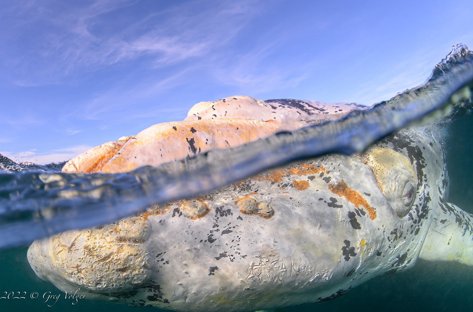 Southern Right Whale