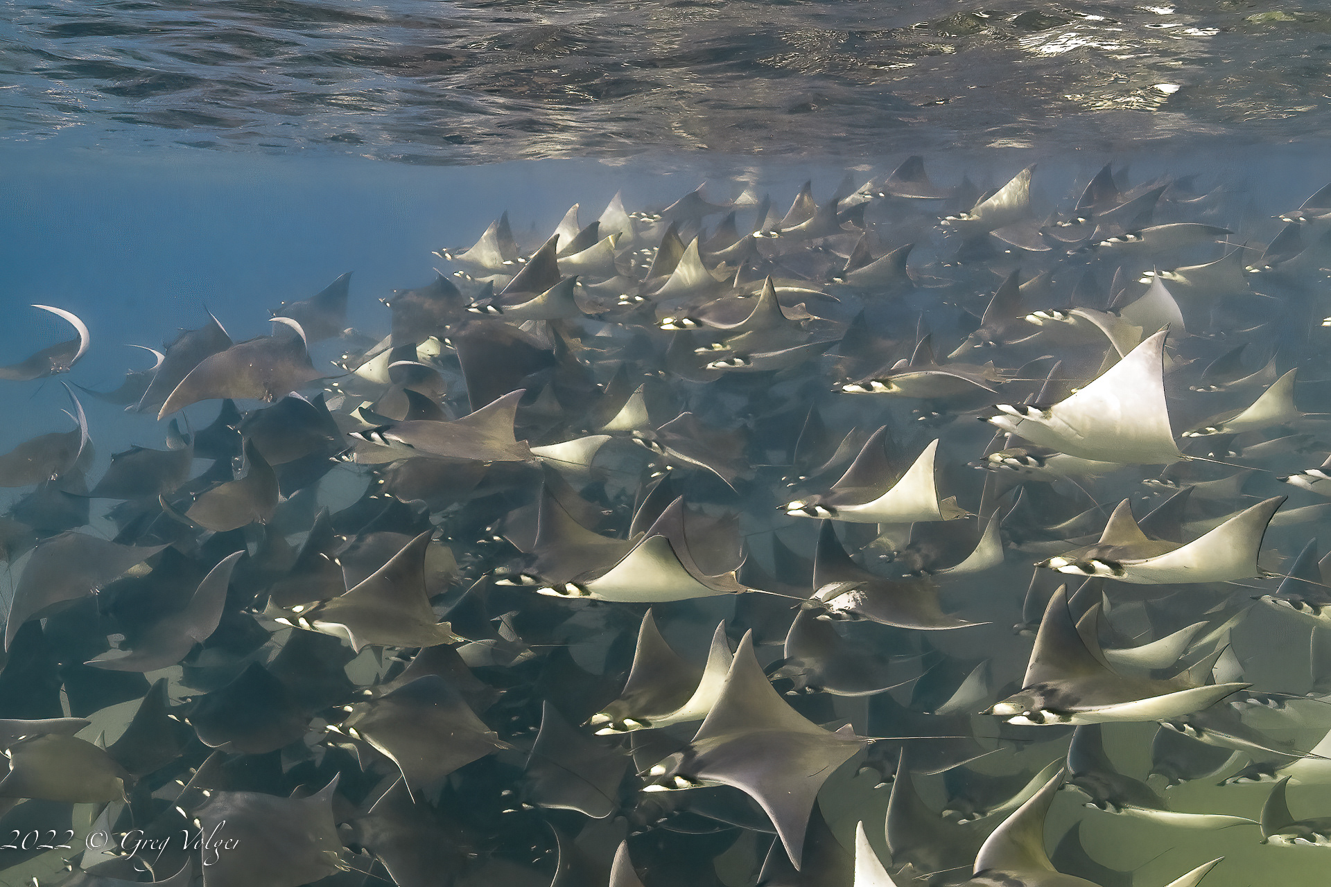 Mobulas in Cabo San Lucas