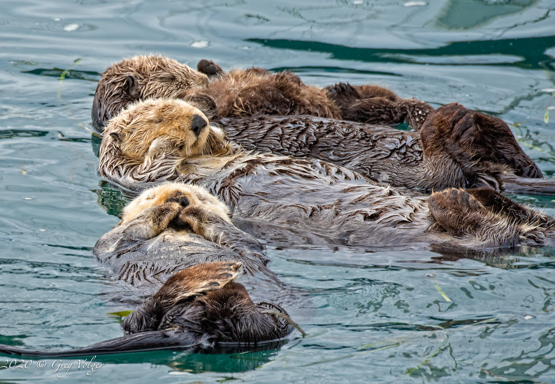 Sea Otters - Morro Bay