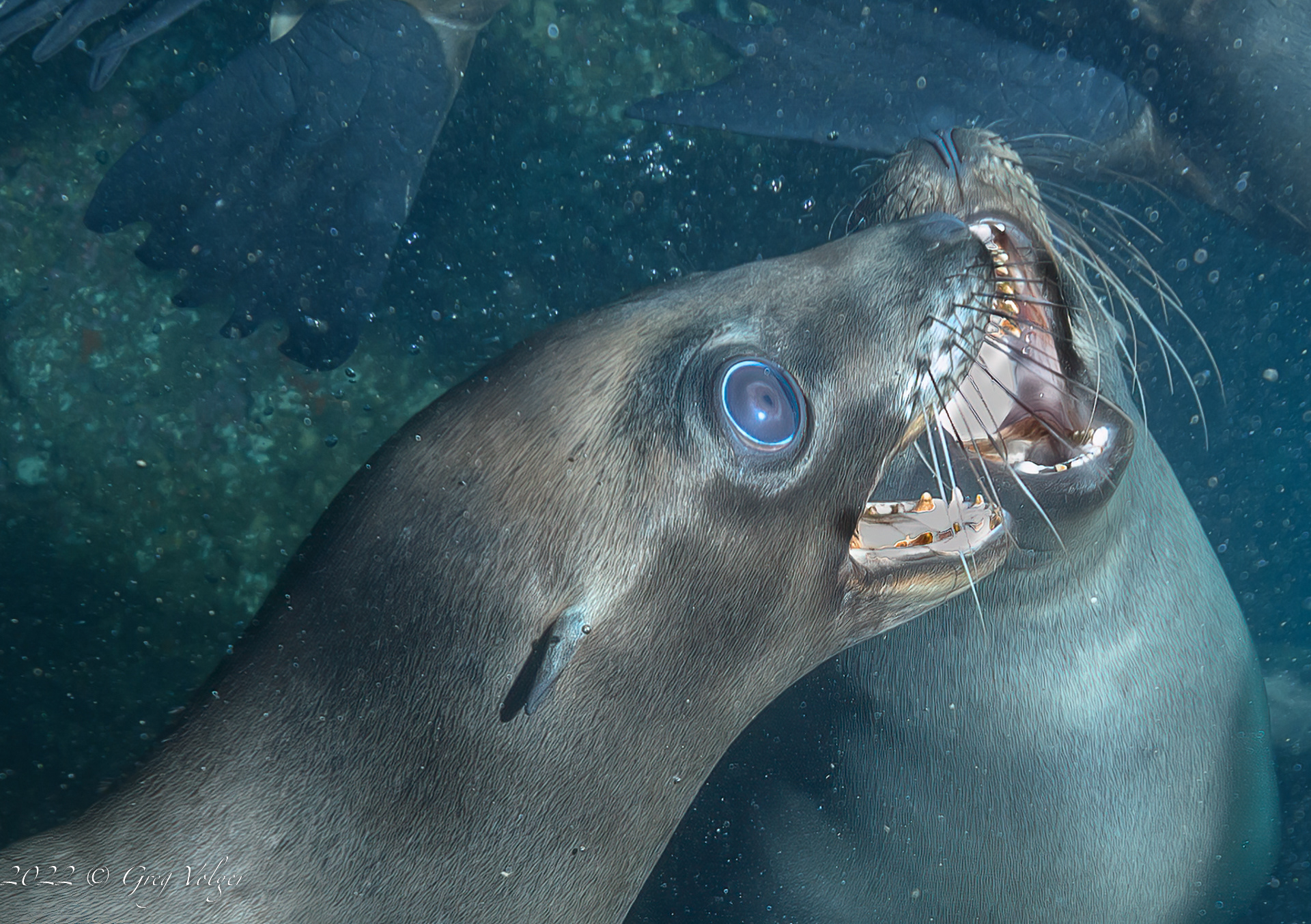 Sea Lions Santa Barbara Island