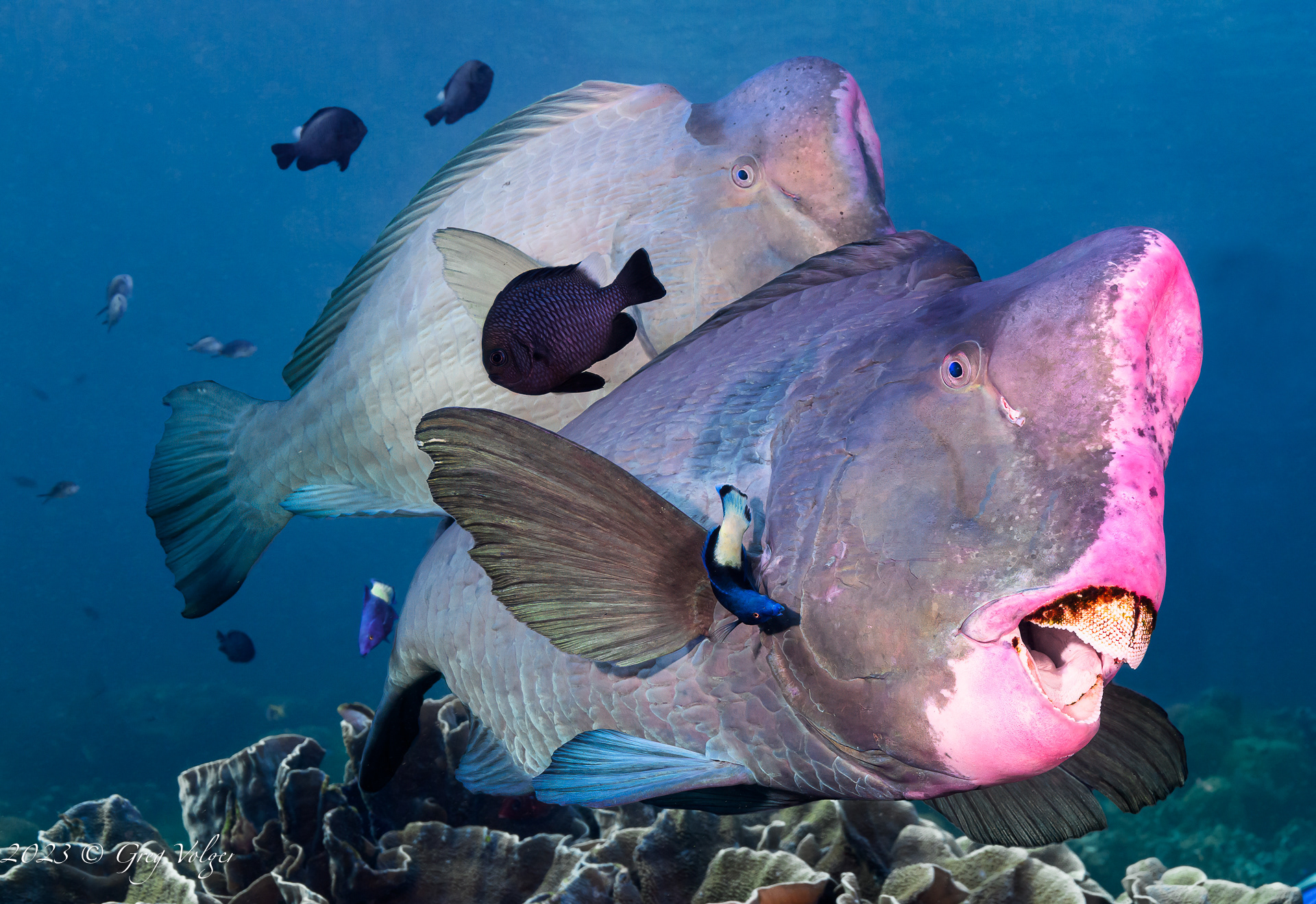 Green humphead parrotfish