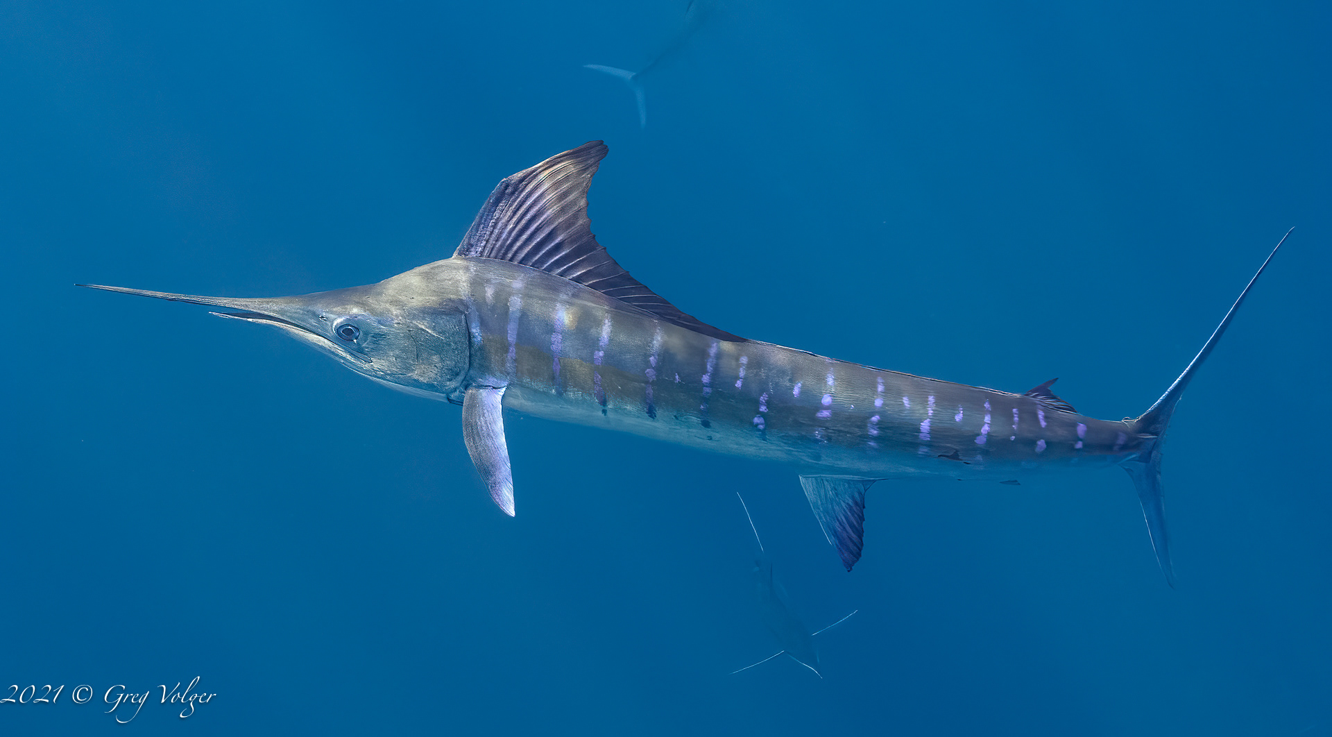 Magdalena Bay, Striped Marlin