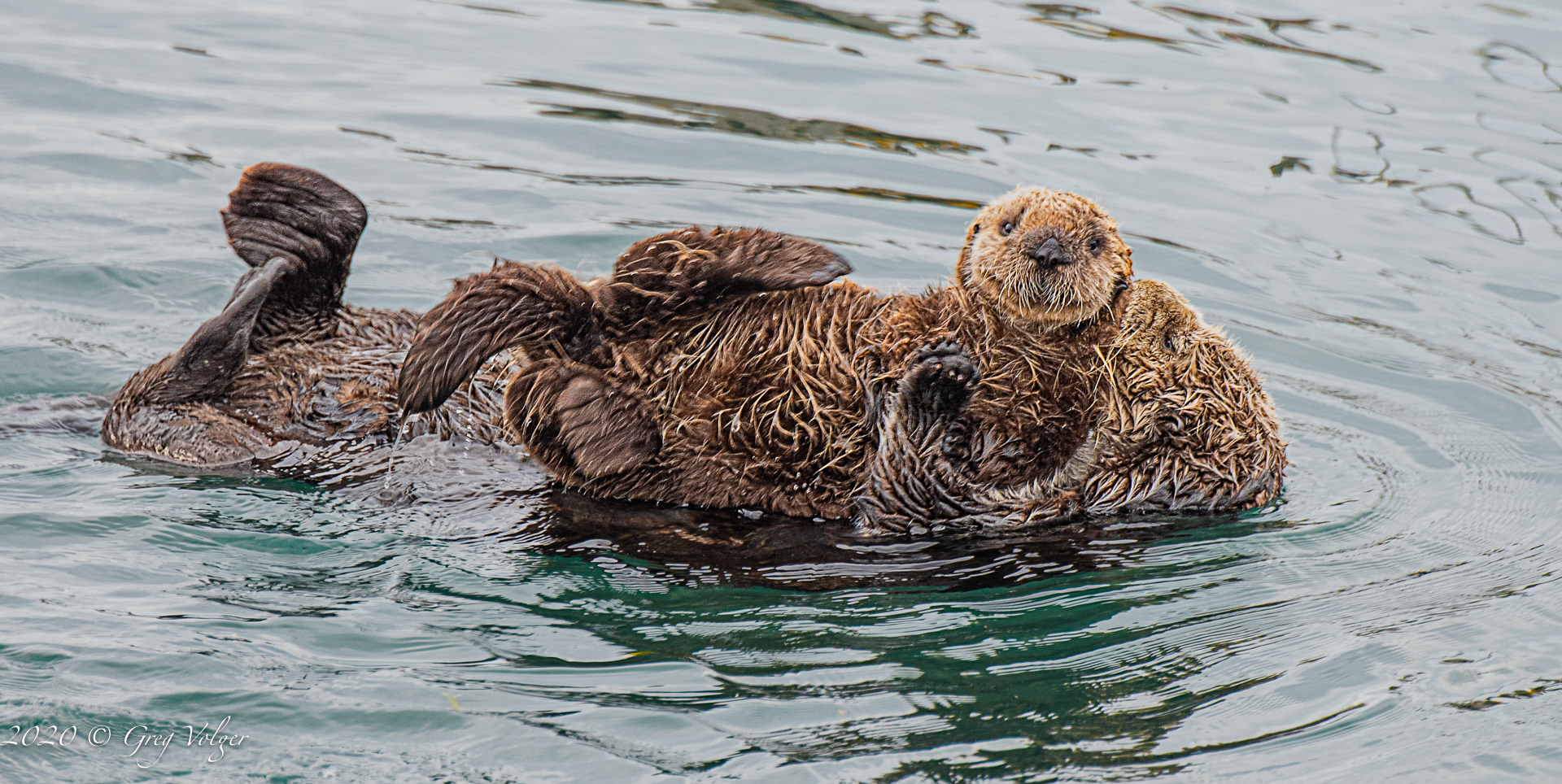 Sea Otters - Morro Bay