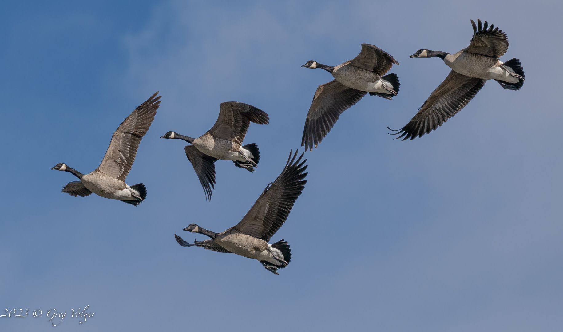 Canadian geese
