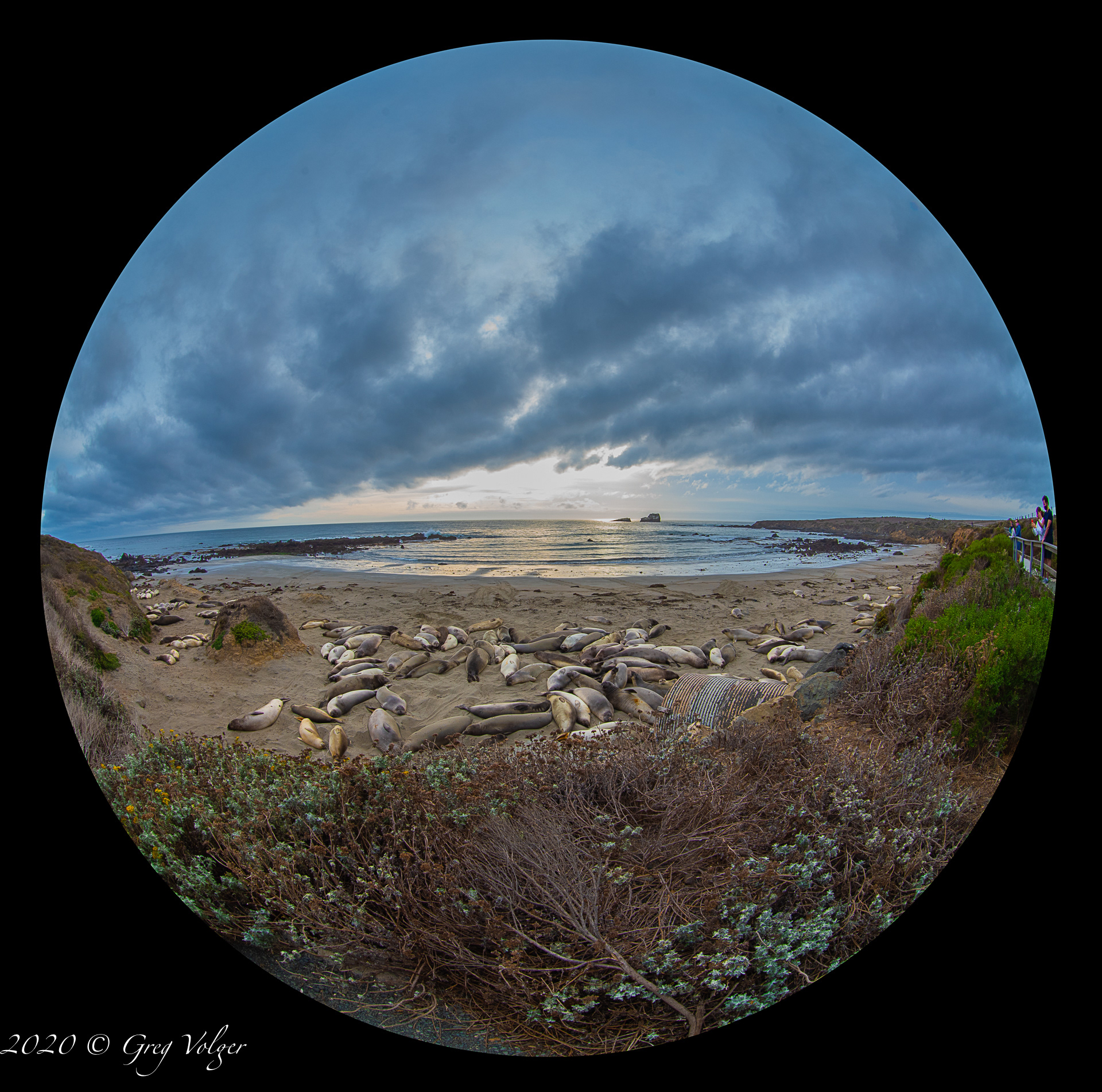 Elephant Seals - Piedras Blancas