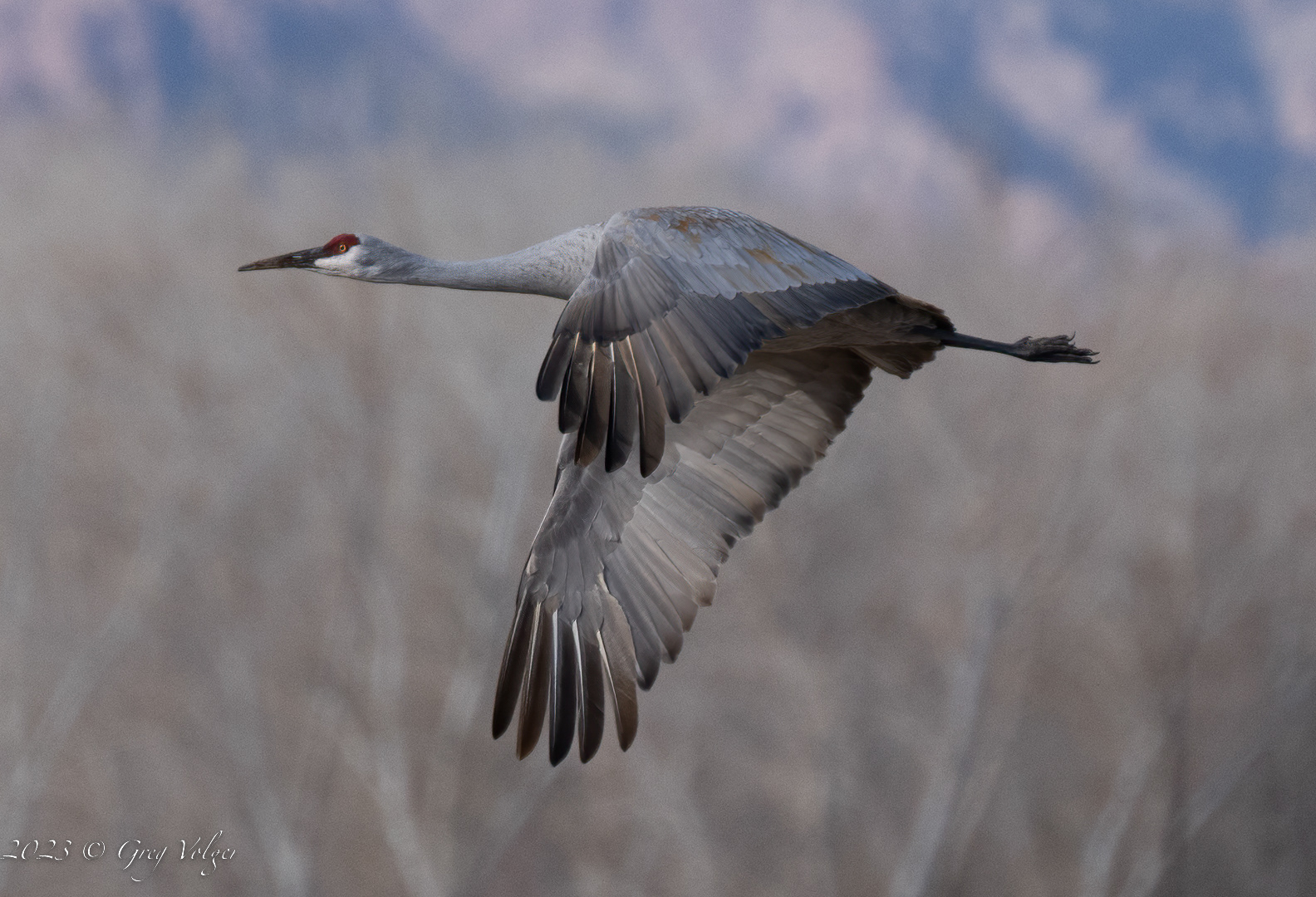Sandhill crane