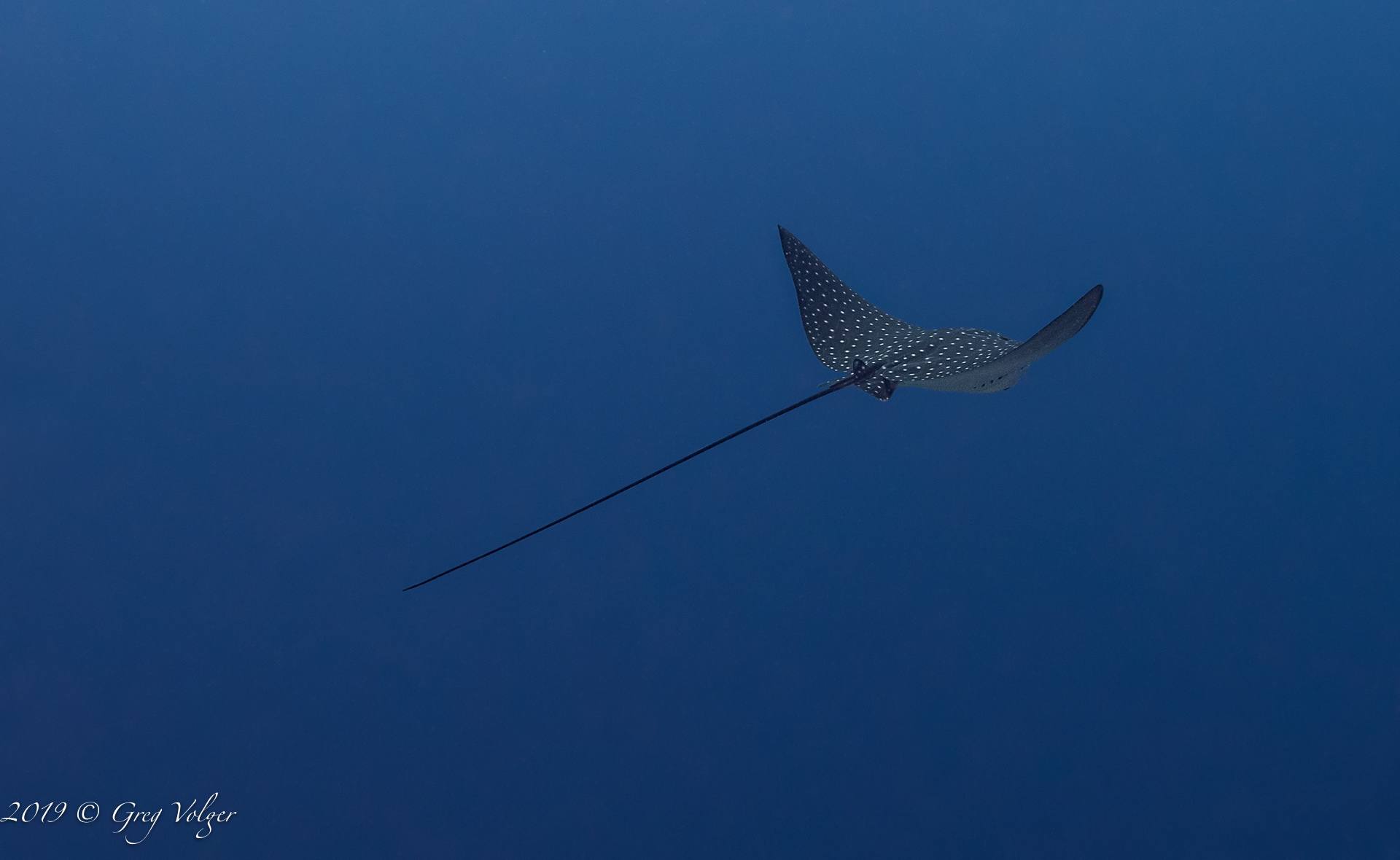 Eagle ray