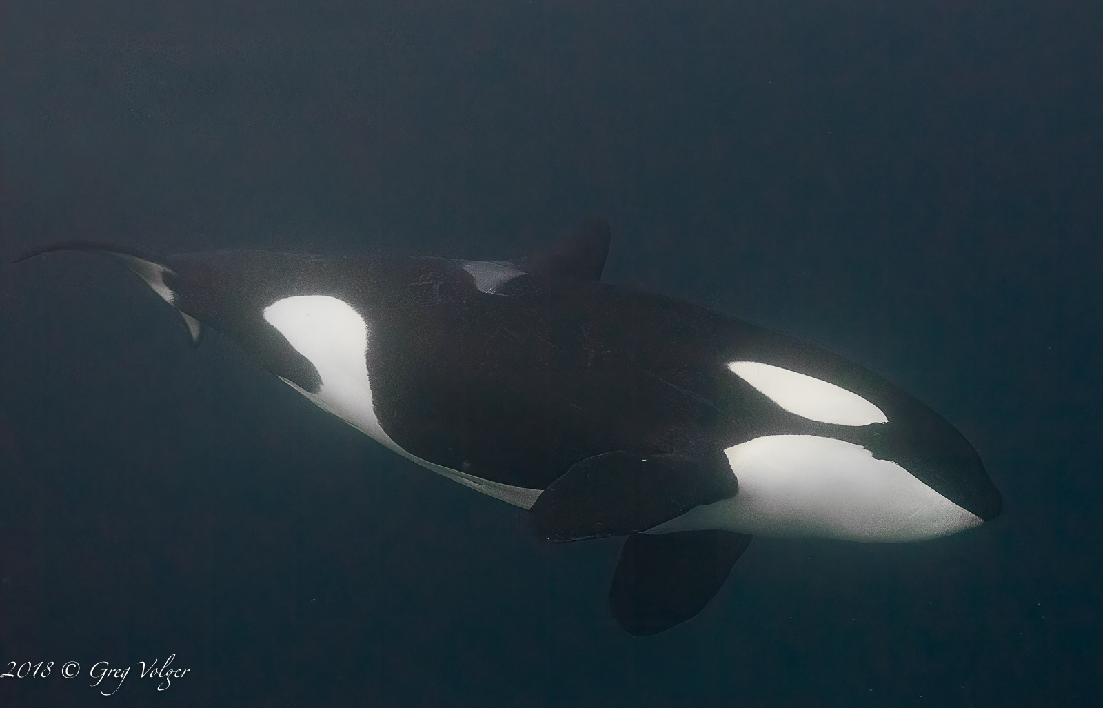 Orca