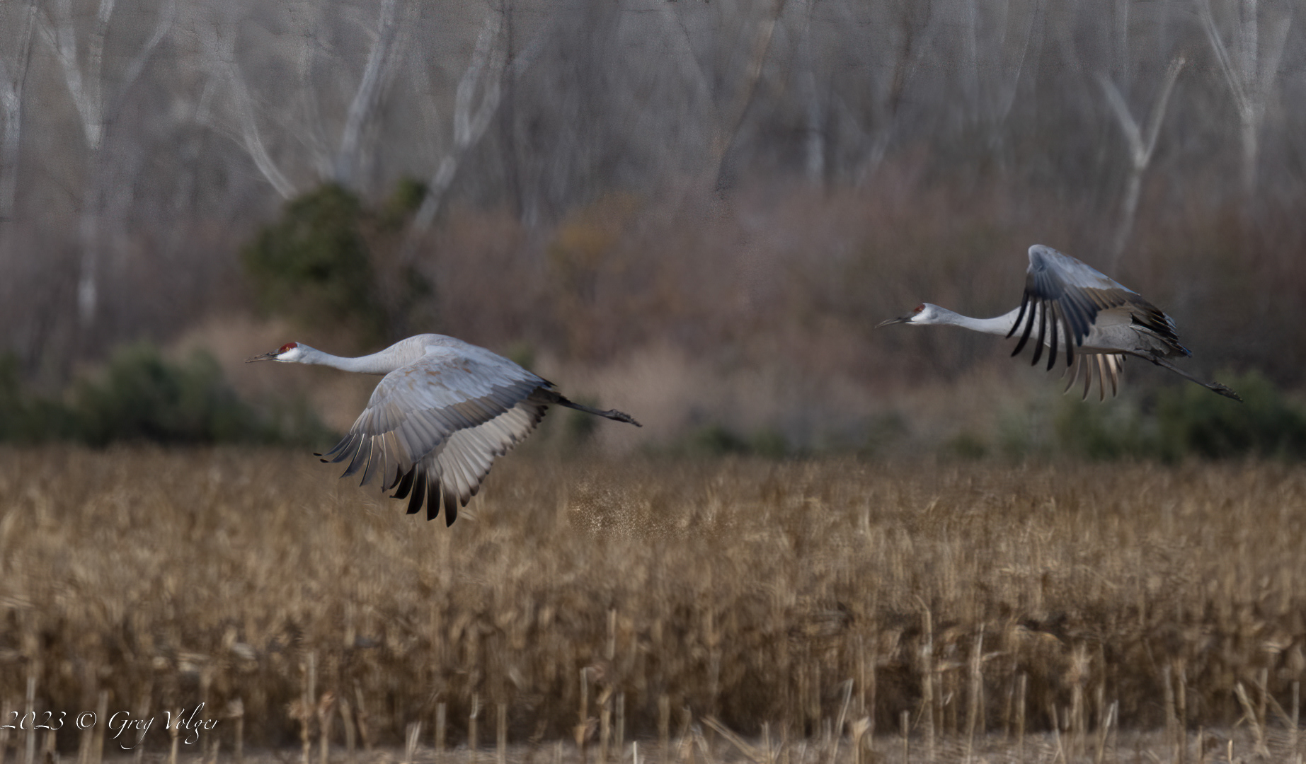 Sandhill crane
