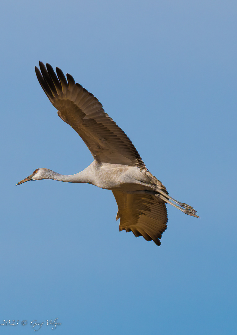 Sandhill crane