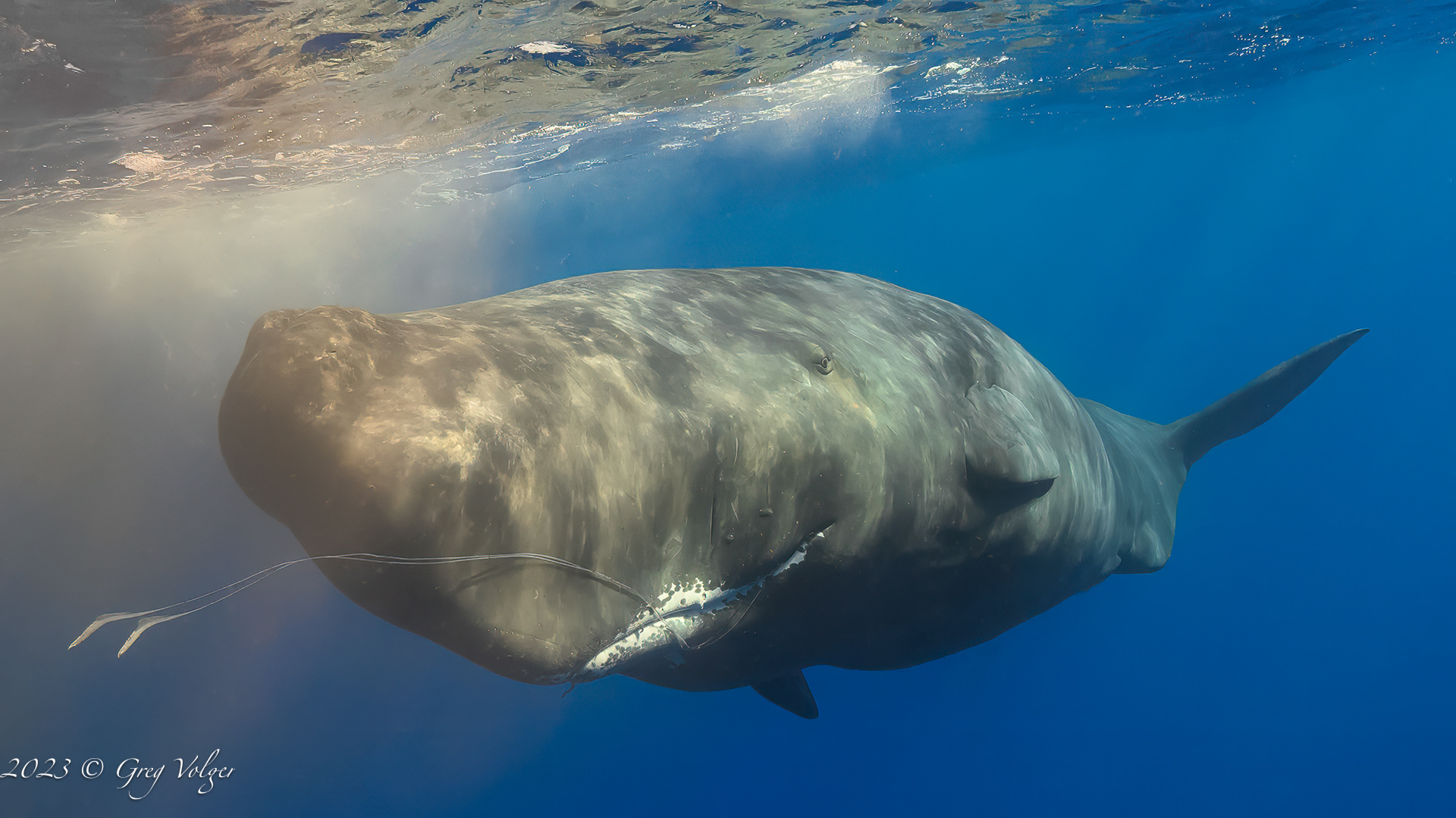 Sperm whale
