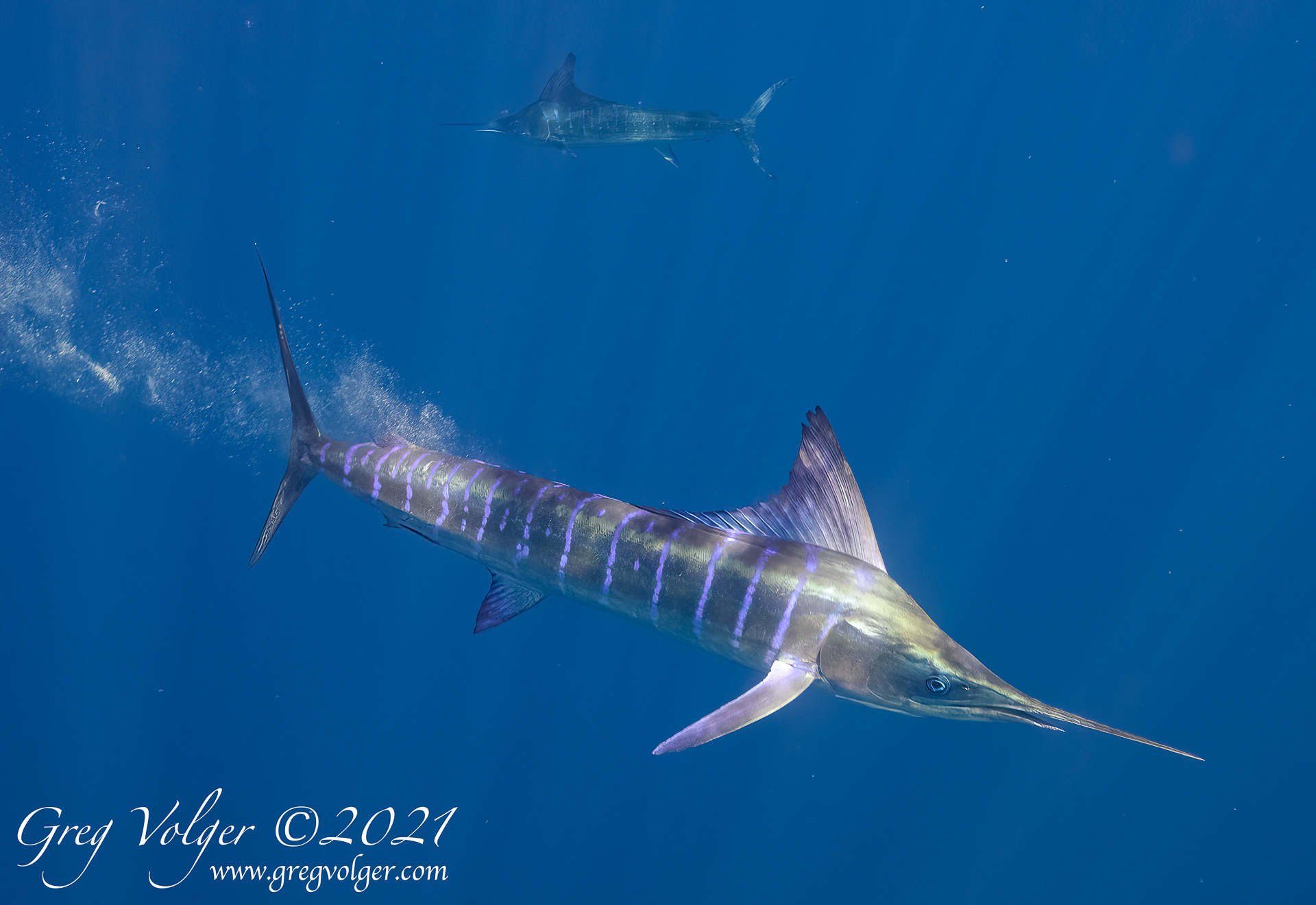 Magdalena Bay, Striped Marlin