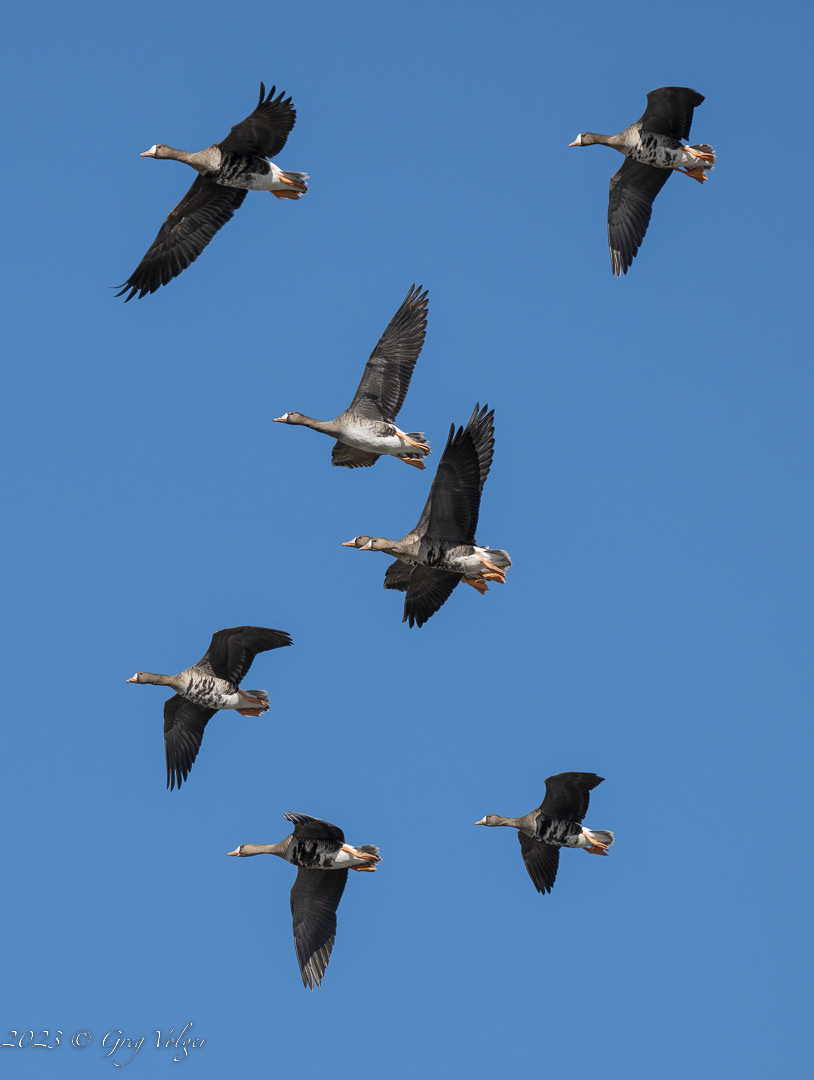 Greater White-Fronted geese
