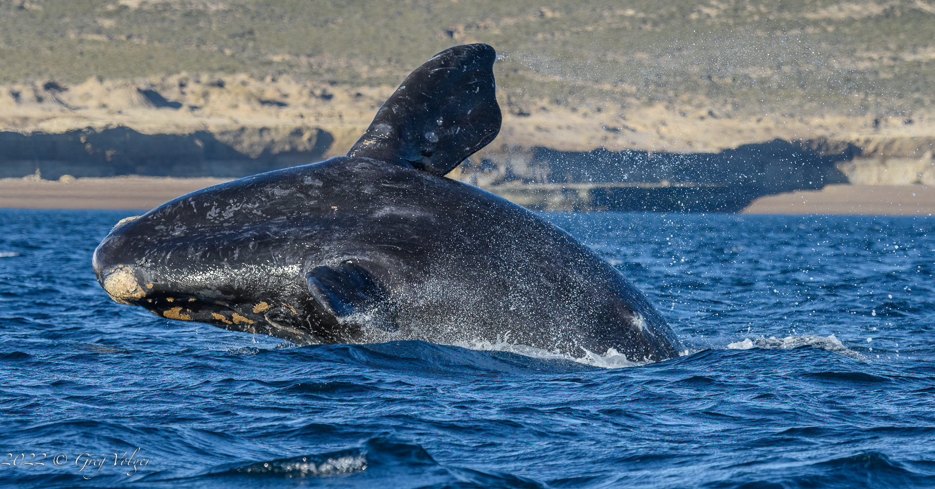 Southern Right Whale