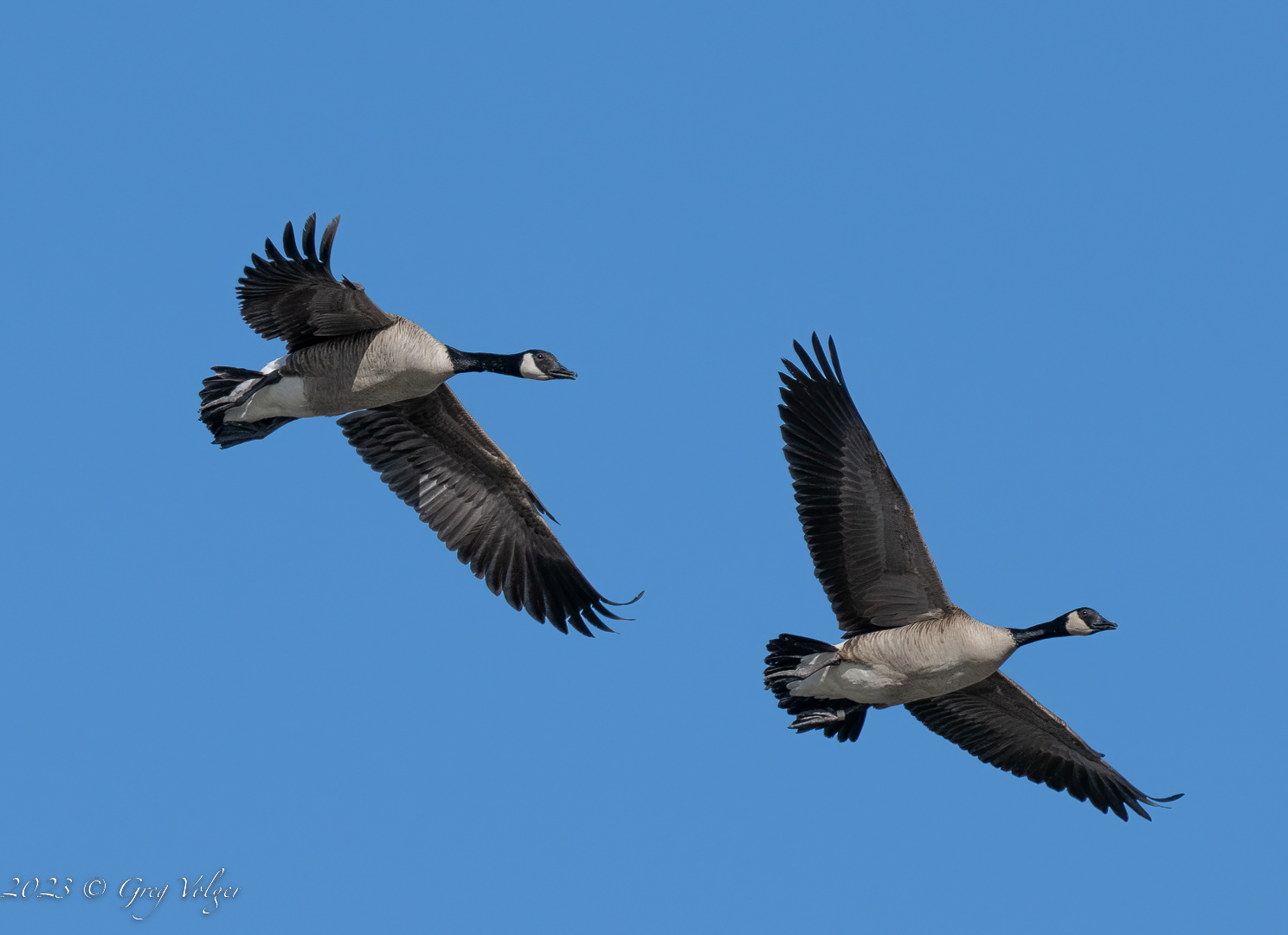 Canadian geese