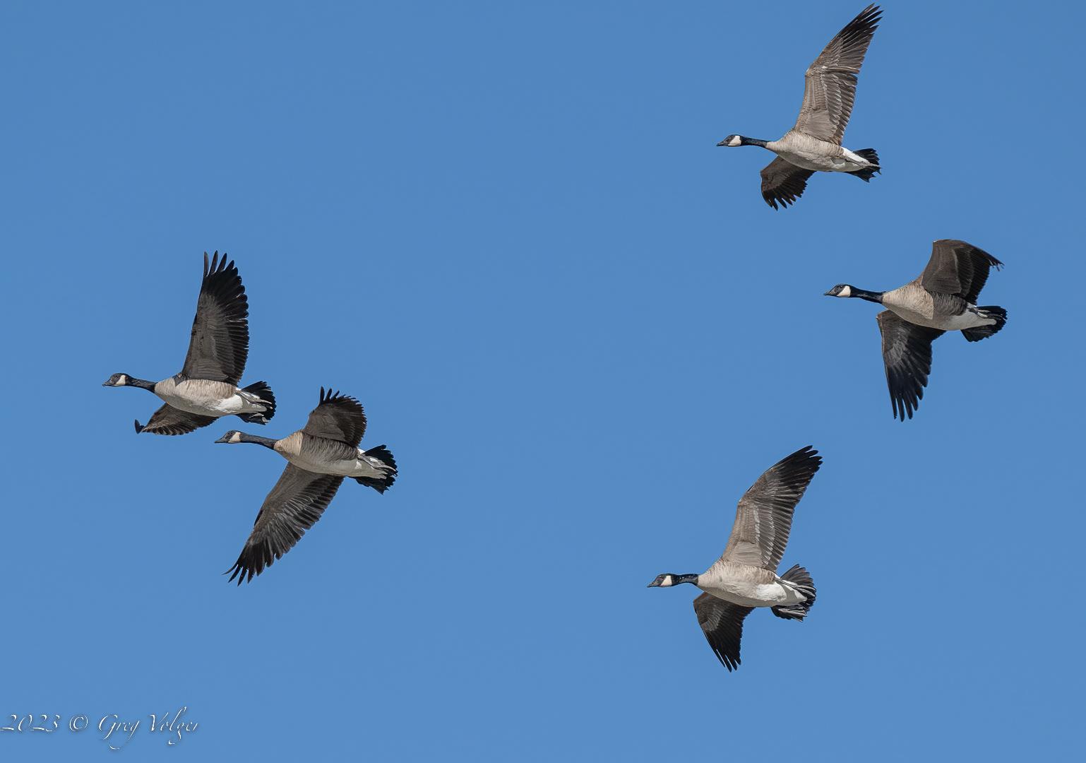 Canadian geese