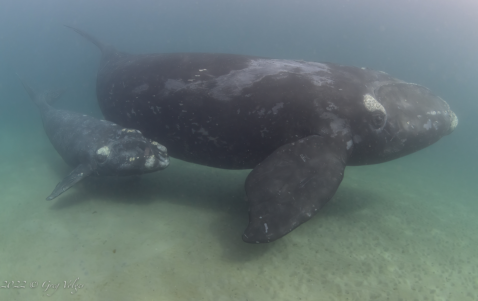Southern Right Whale