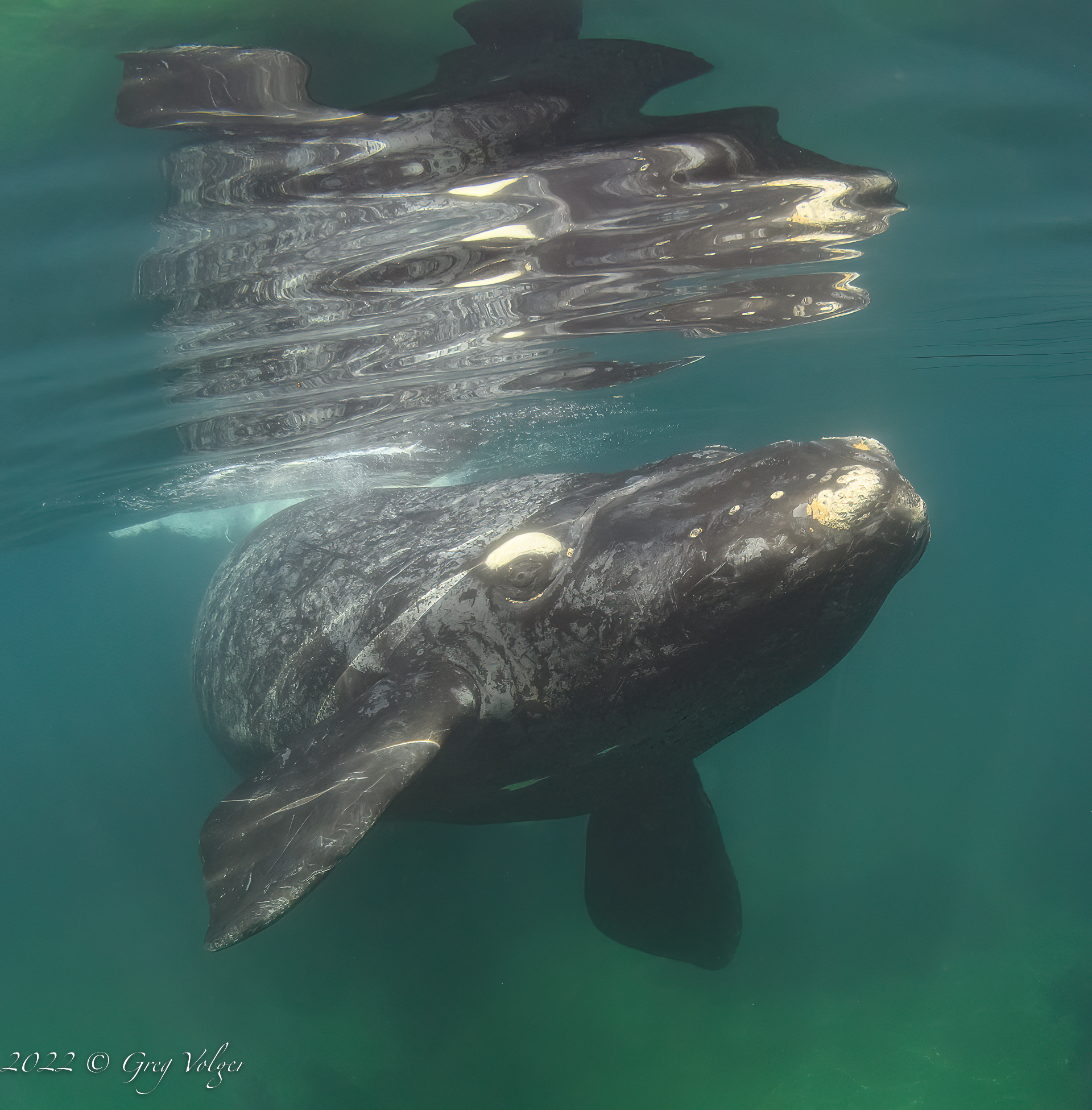 Southern Right Whale