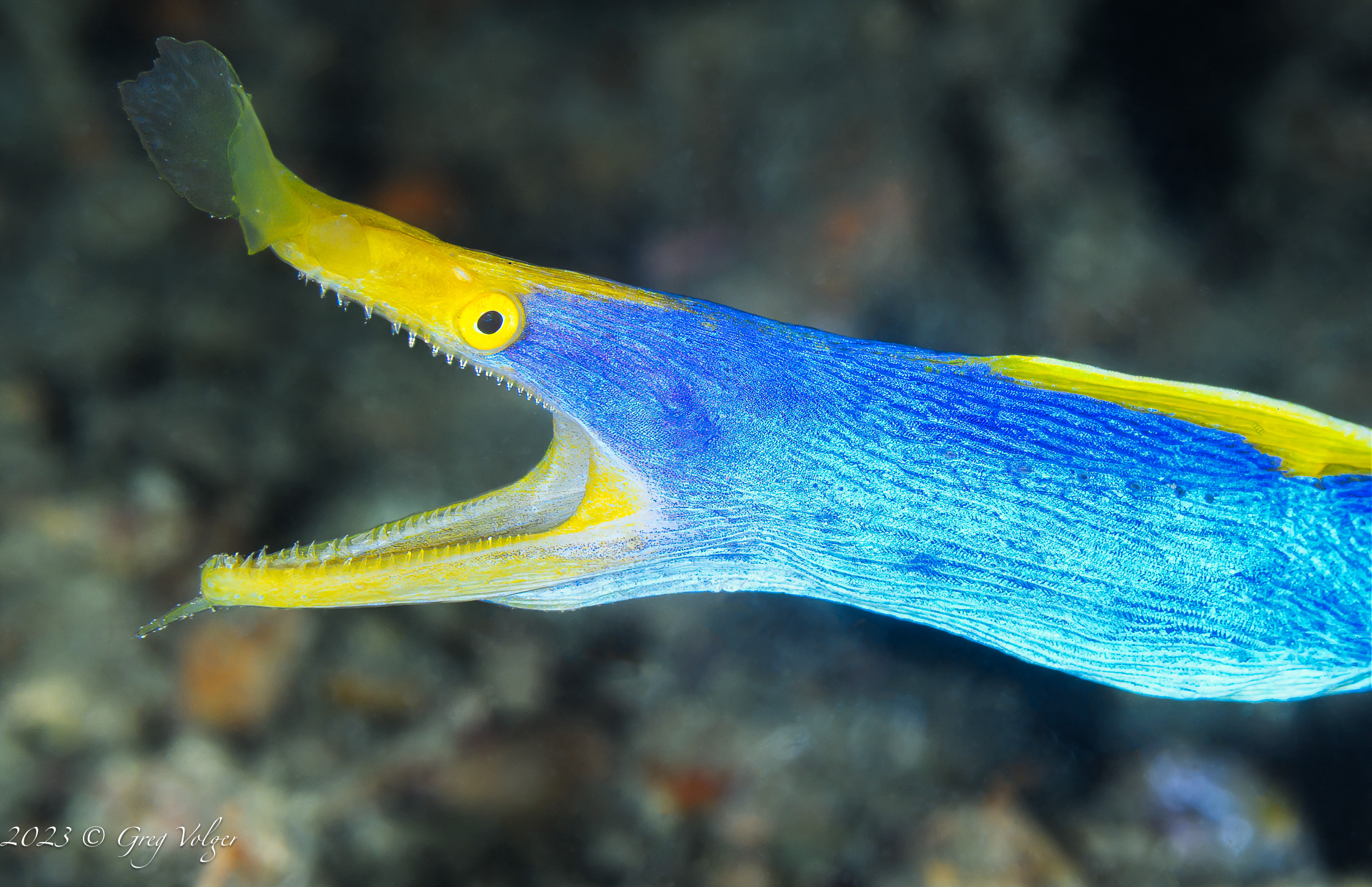 Blue Ribbon Eel