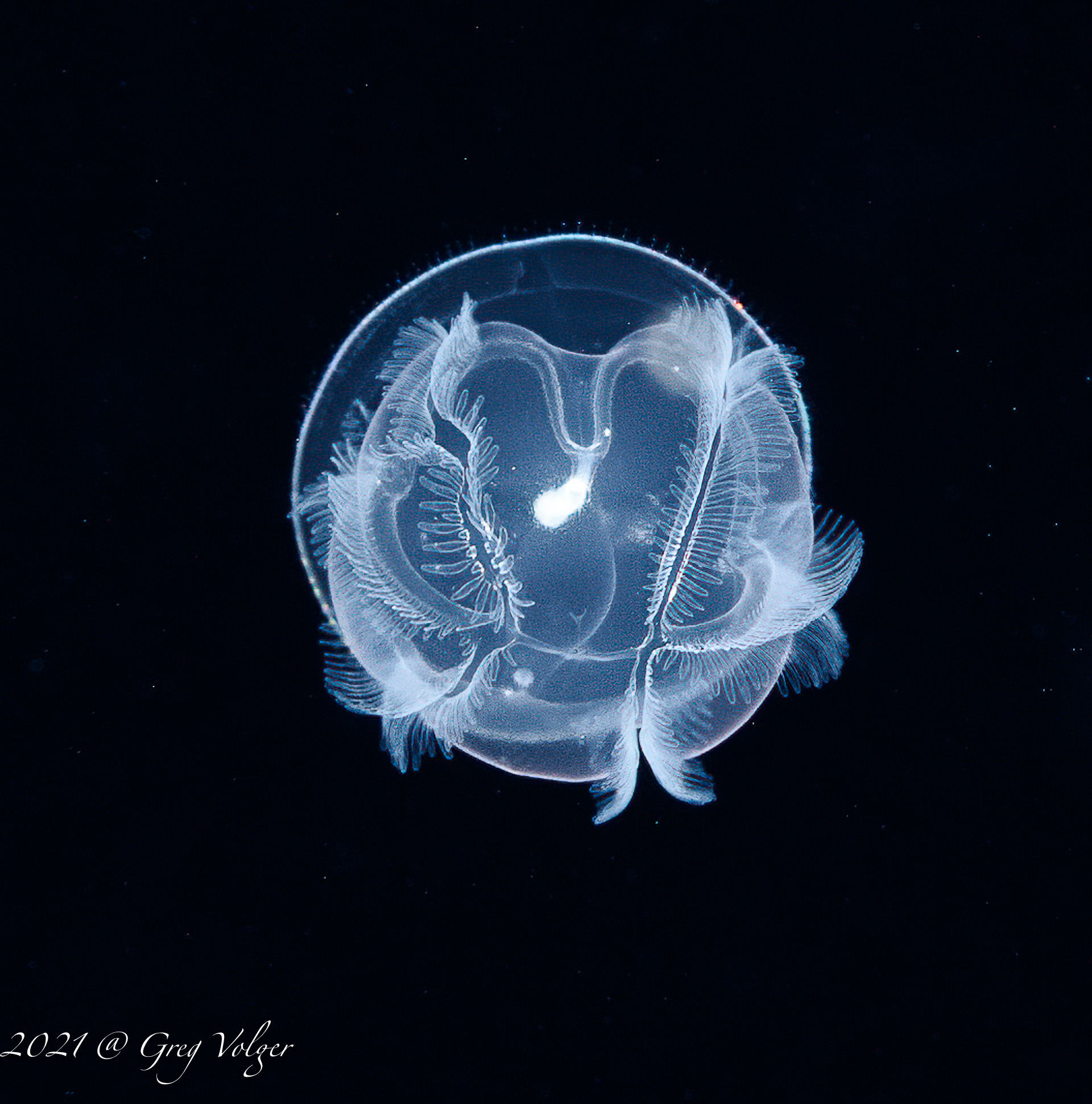 Tornaria larvae - Blackwater