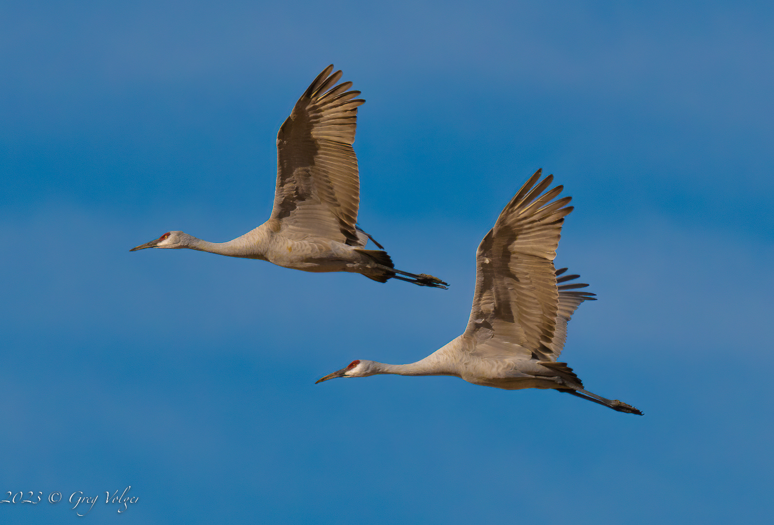 Sandhill crane
