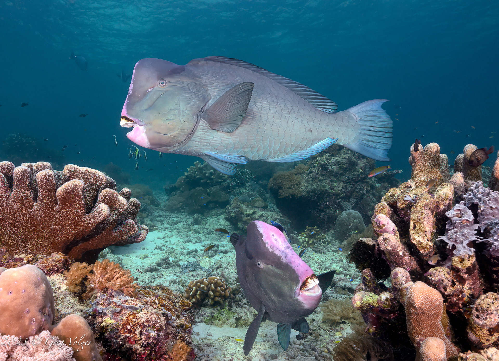 Green humphead parrotfish