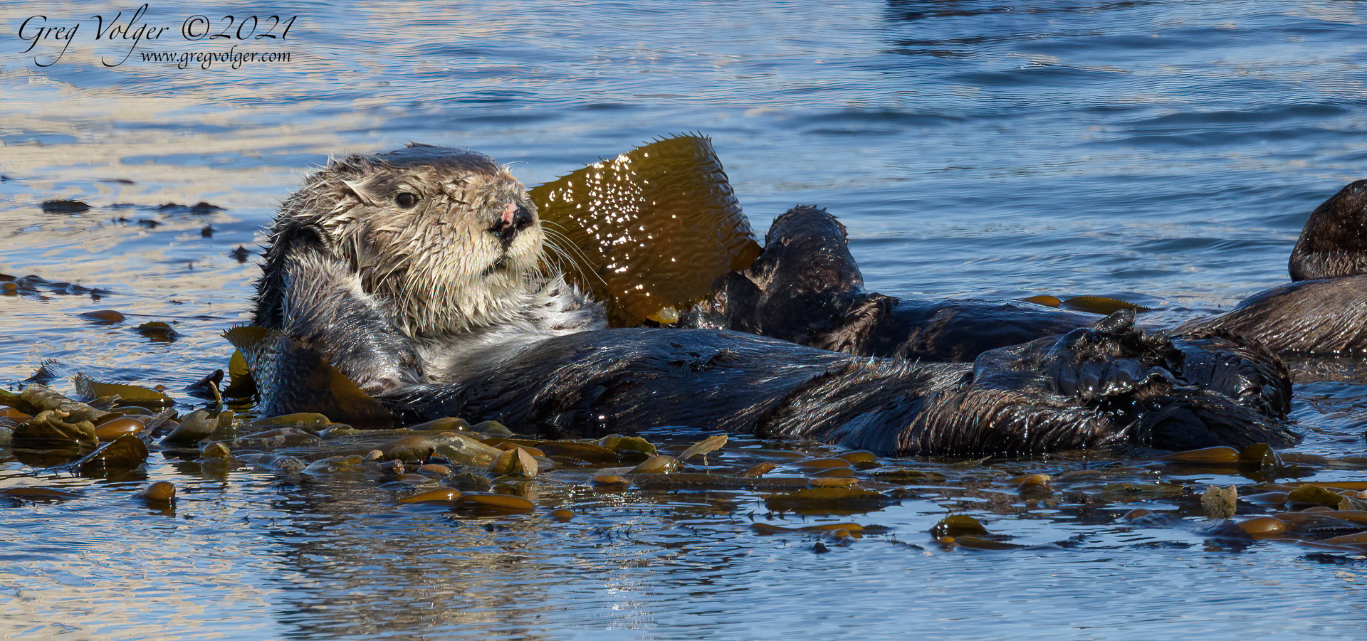 Sea otter Morro Bay