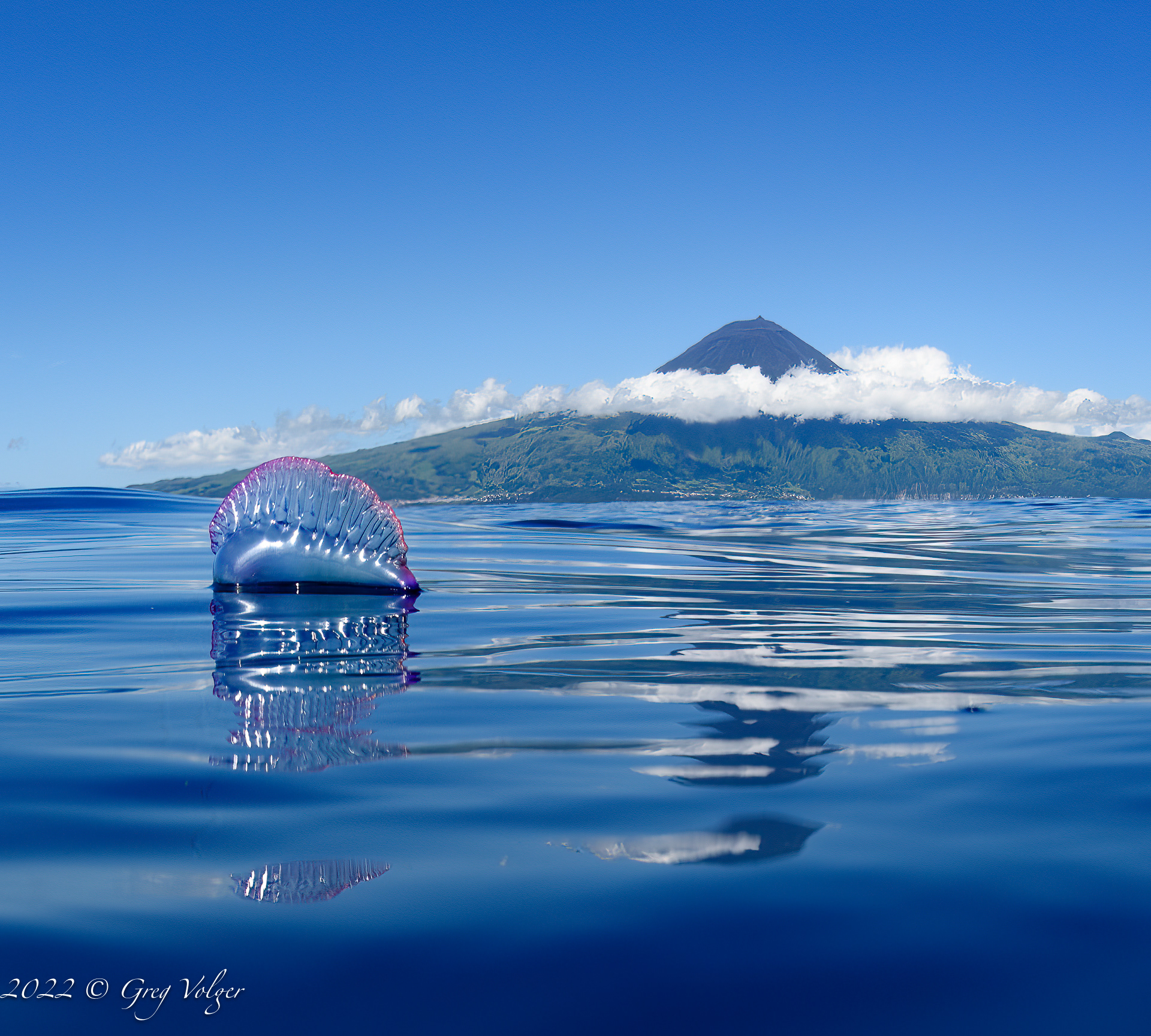 Portuguese Man o' war