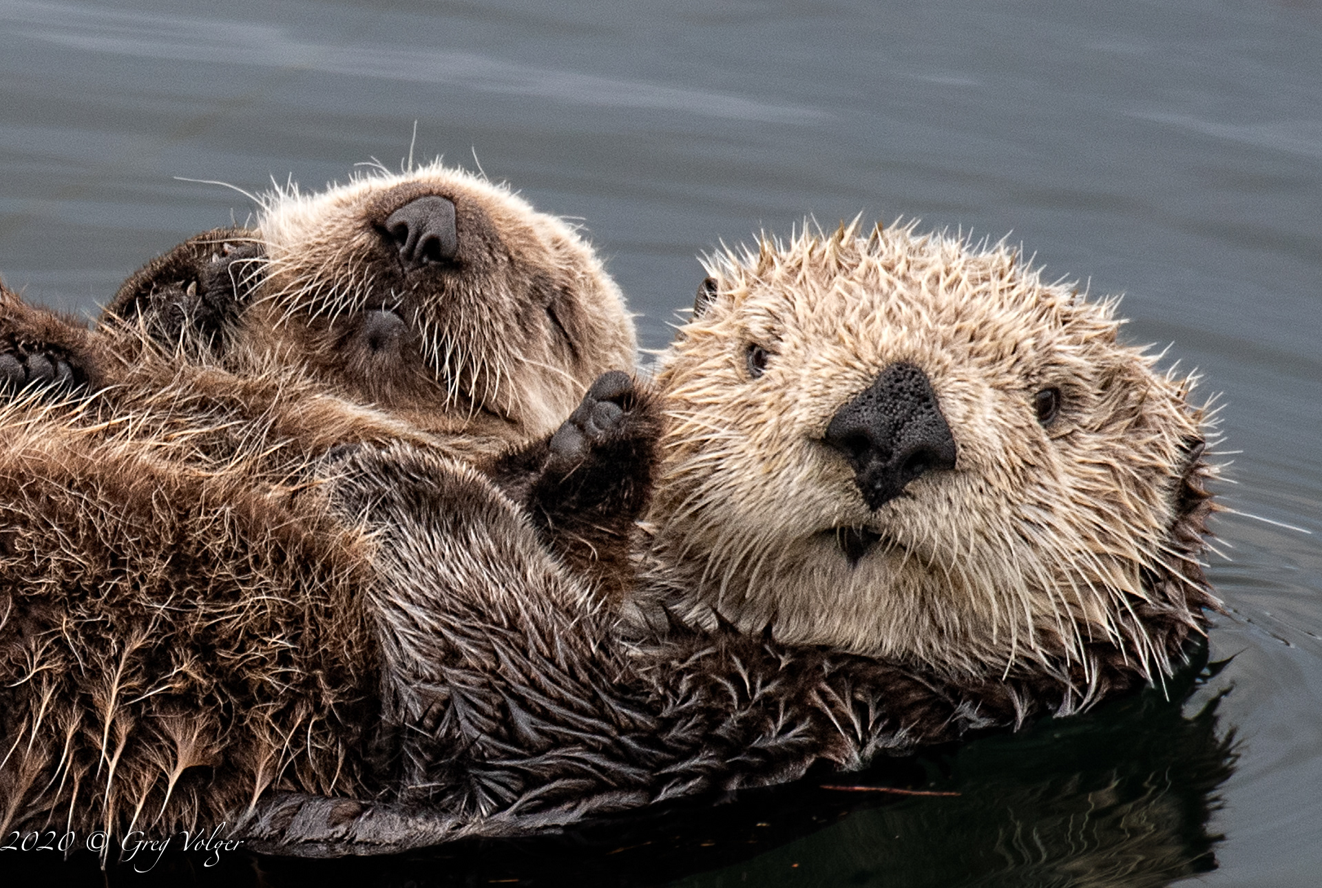 Sea Otters - Morro Bay