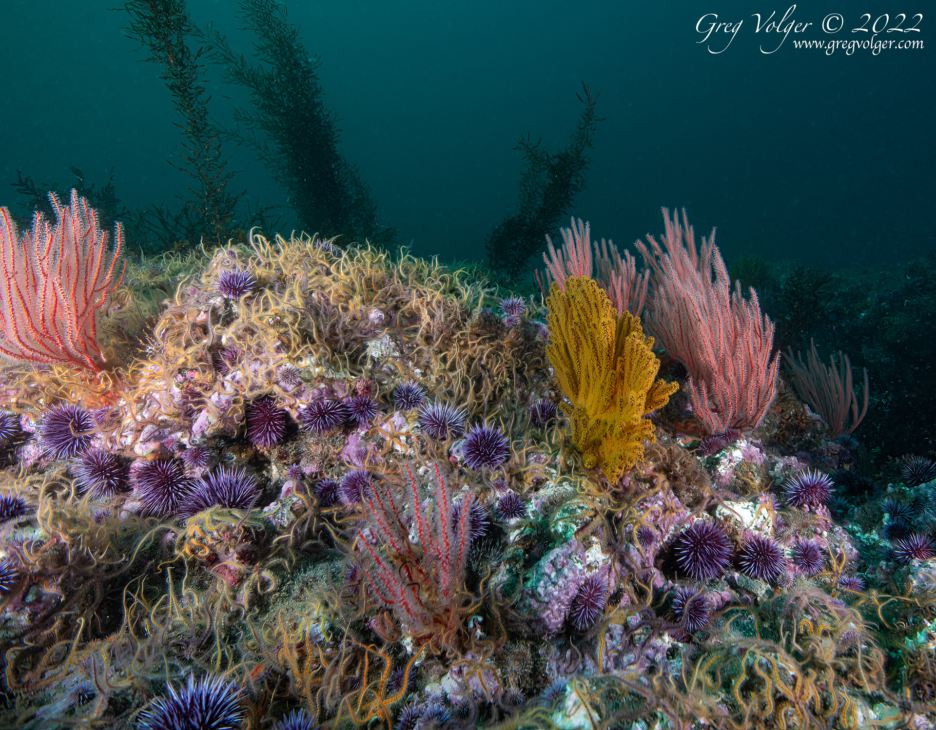Santa Barbara island