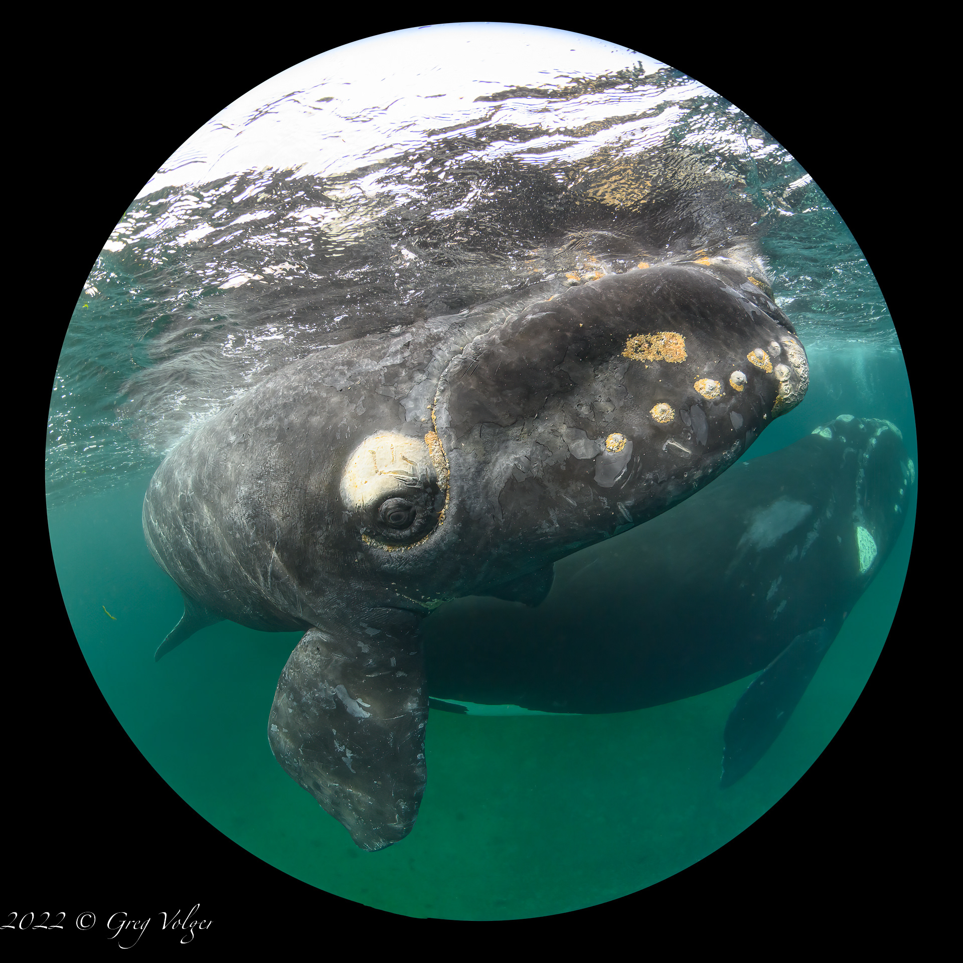 Southern Right Whale