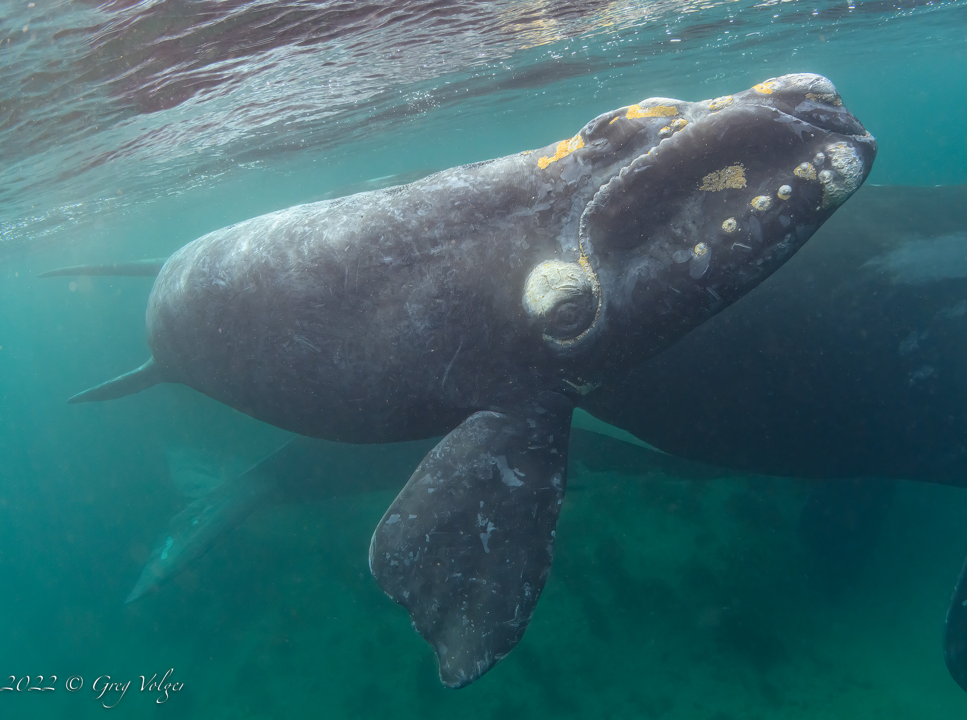 Southern Right Whale