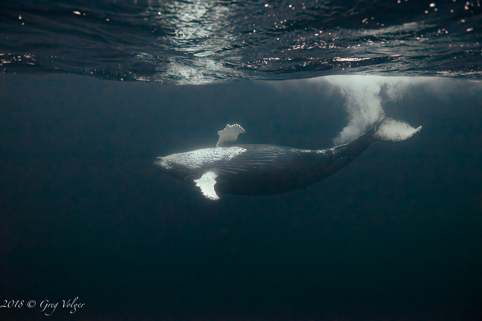 Humpback whale