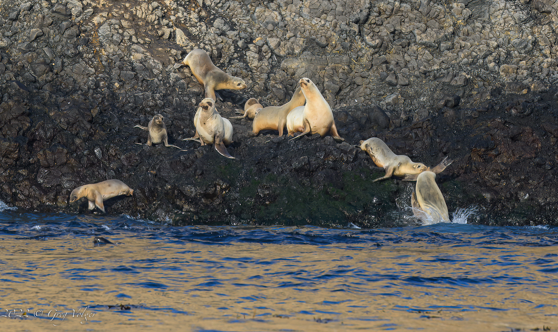 Sea Lions Santa Barbara Island