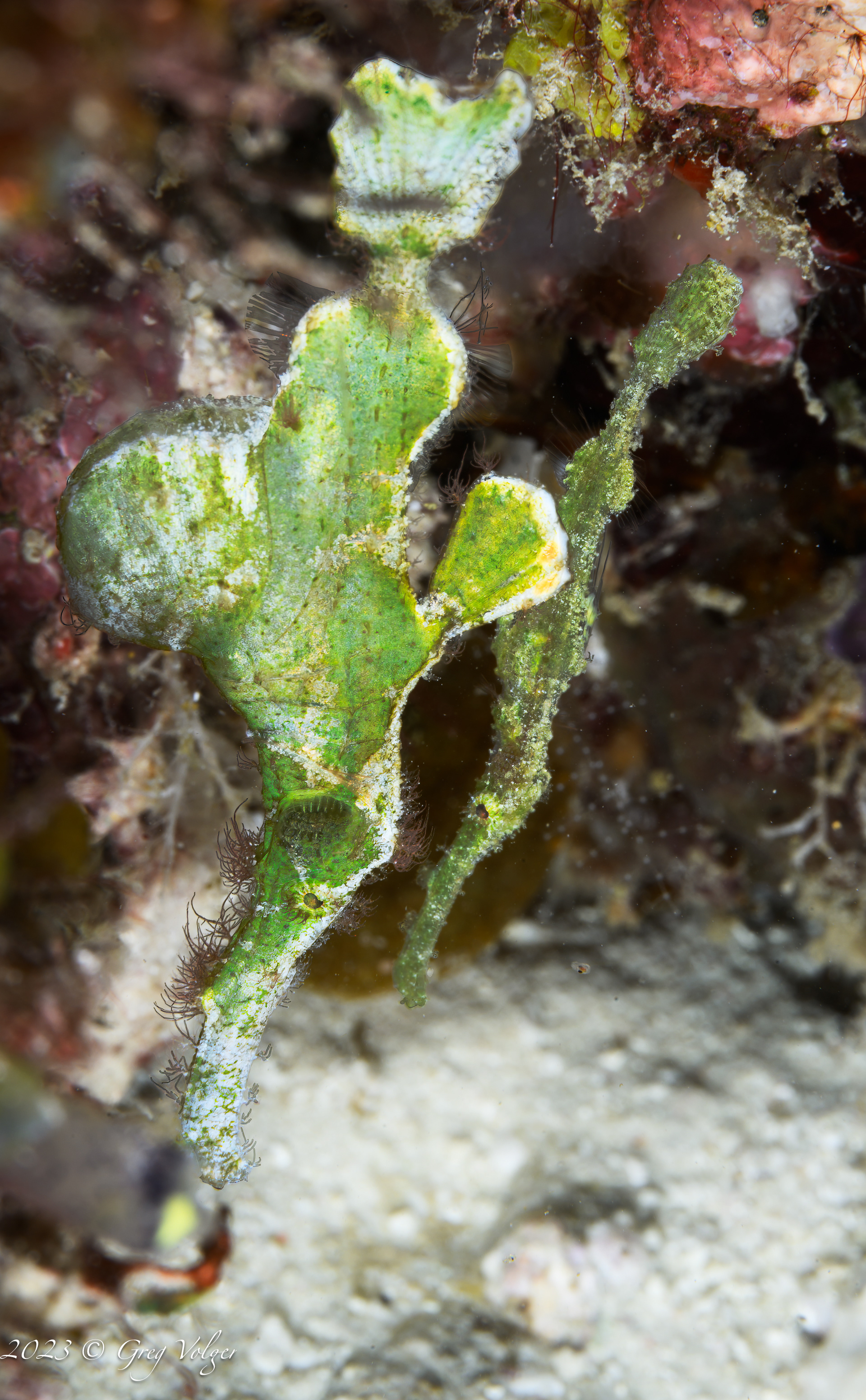 Ghost Pipefish