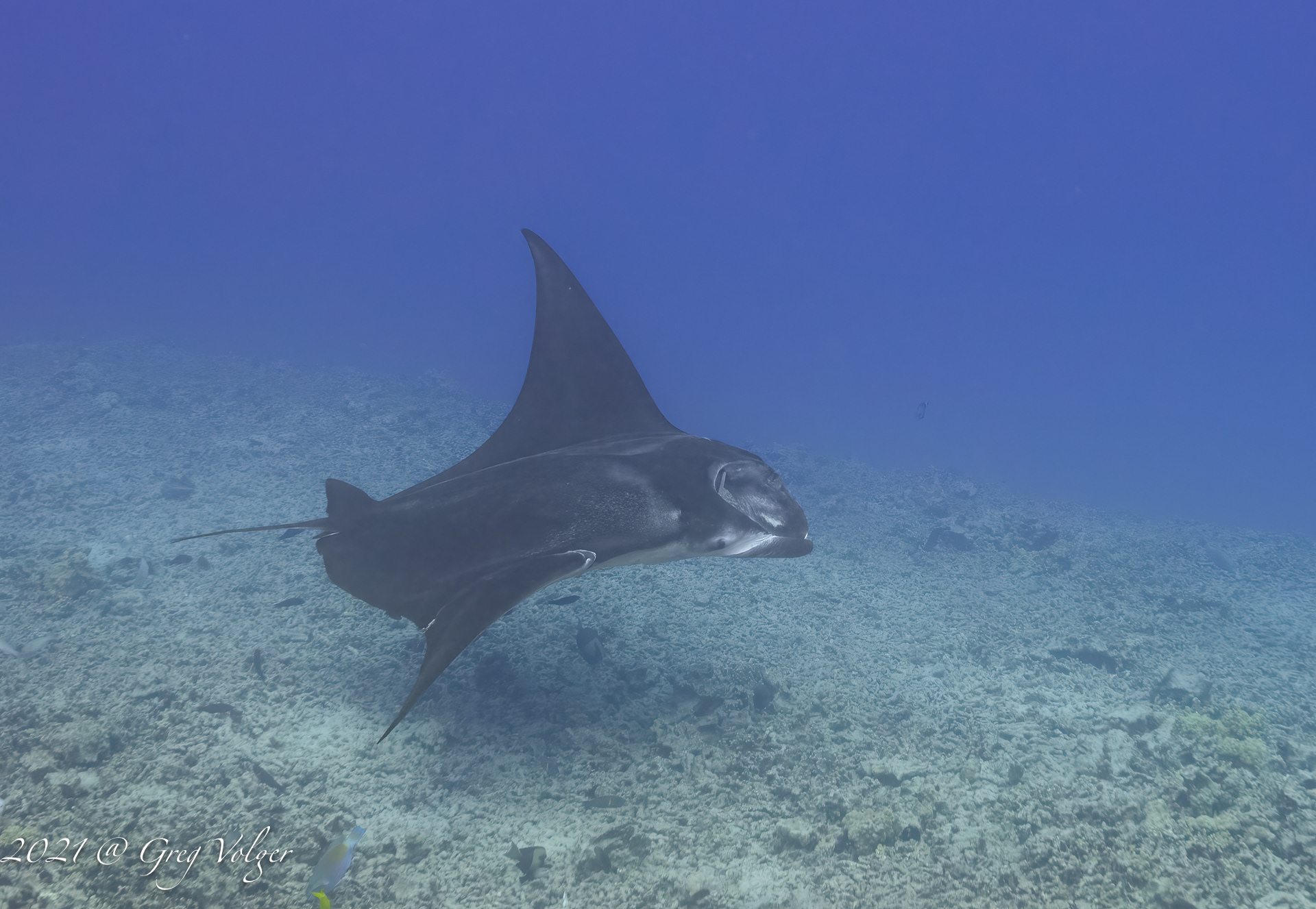 Manta Ray - Kona coast