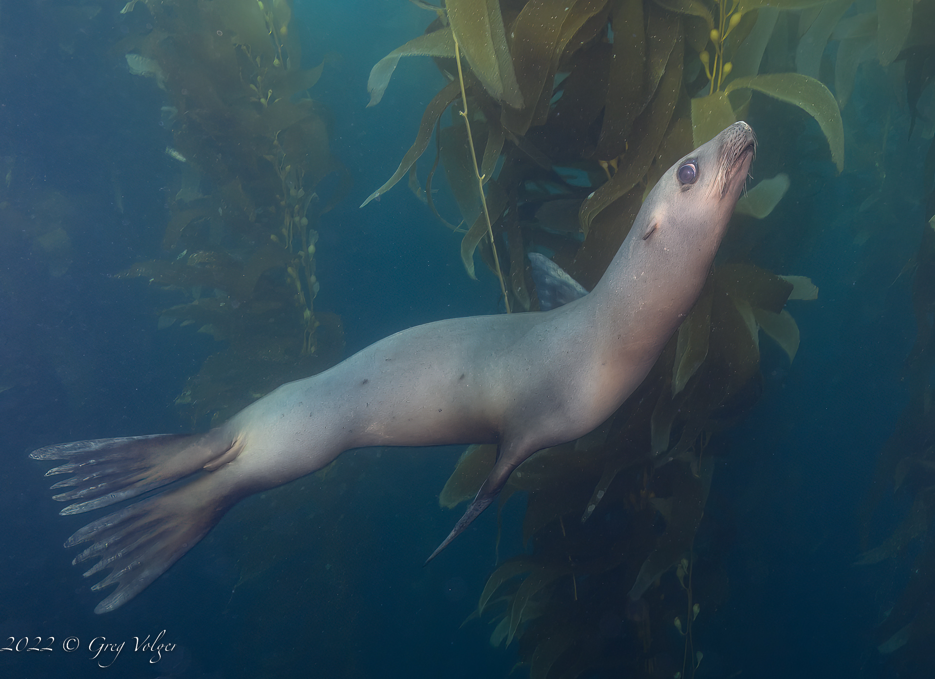 Sea Lion Santa Barbara Island