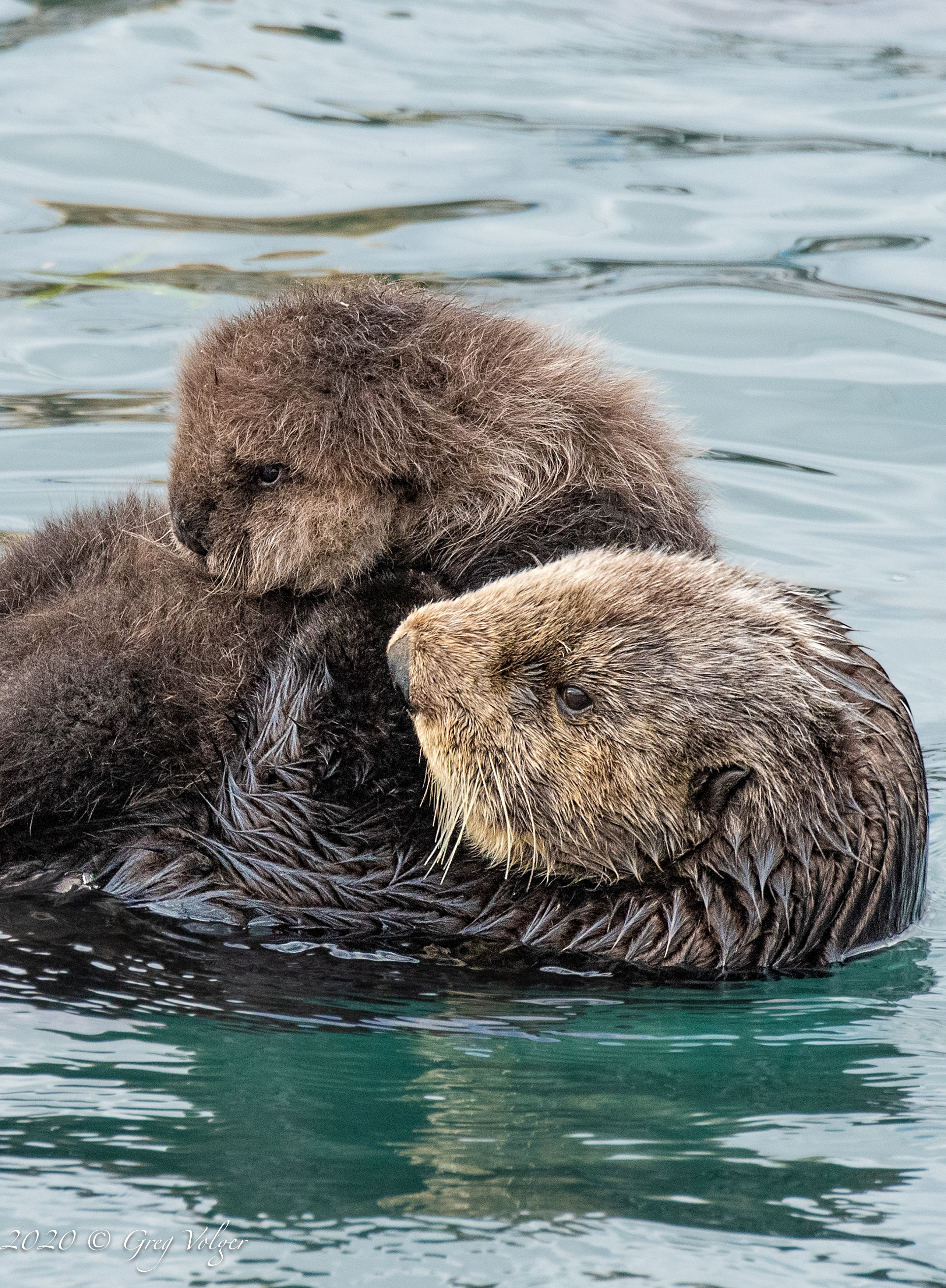 Sea Otters - Morro Bay