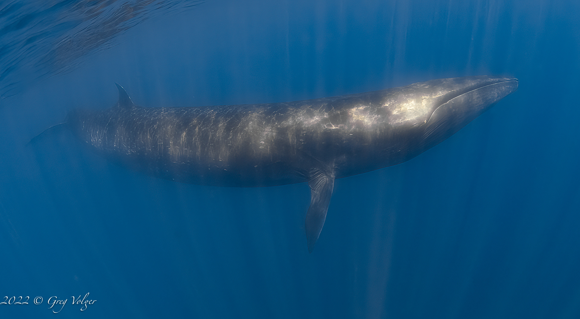 Sei whale