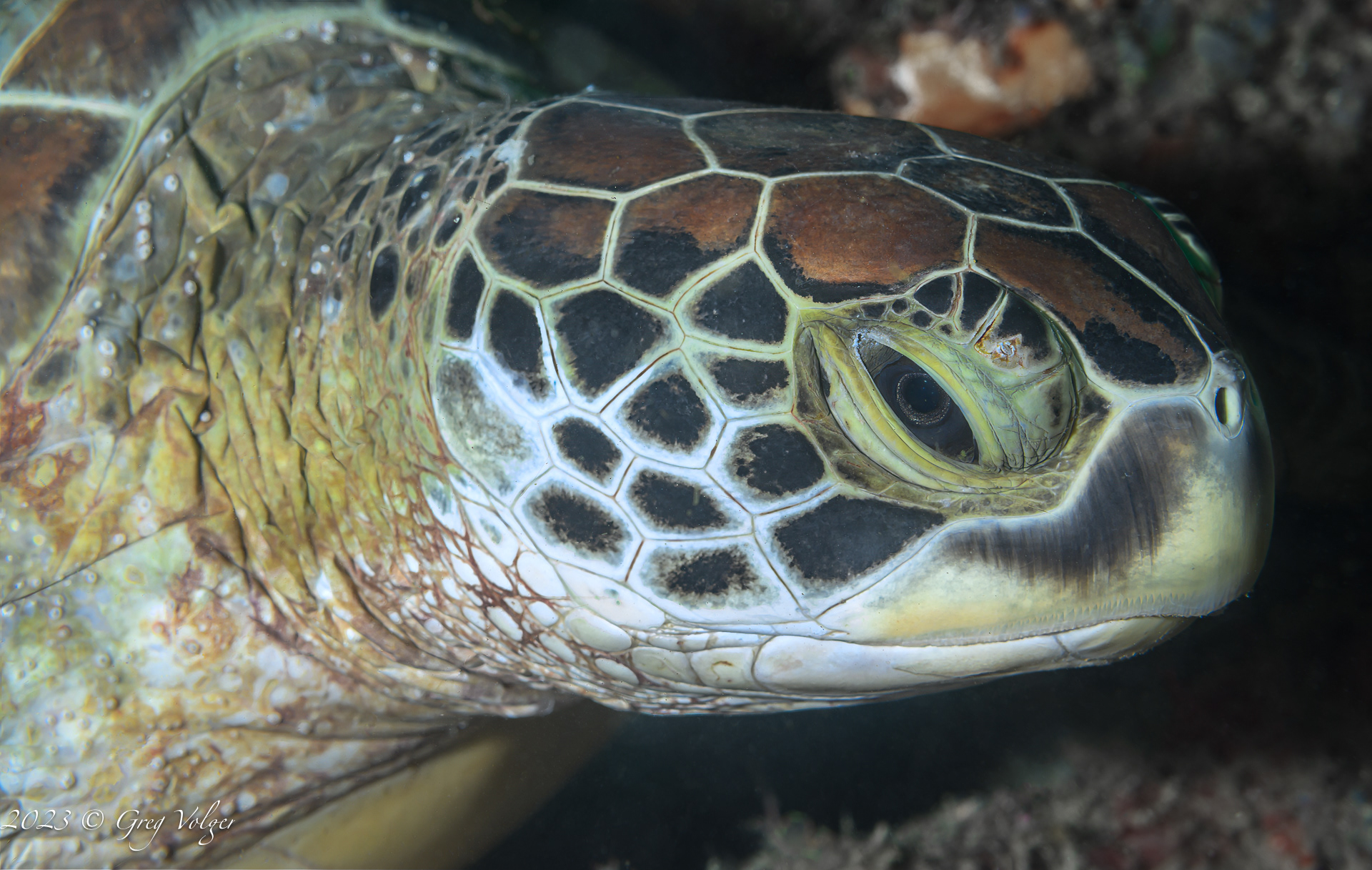 Green Turtle