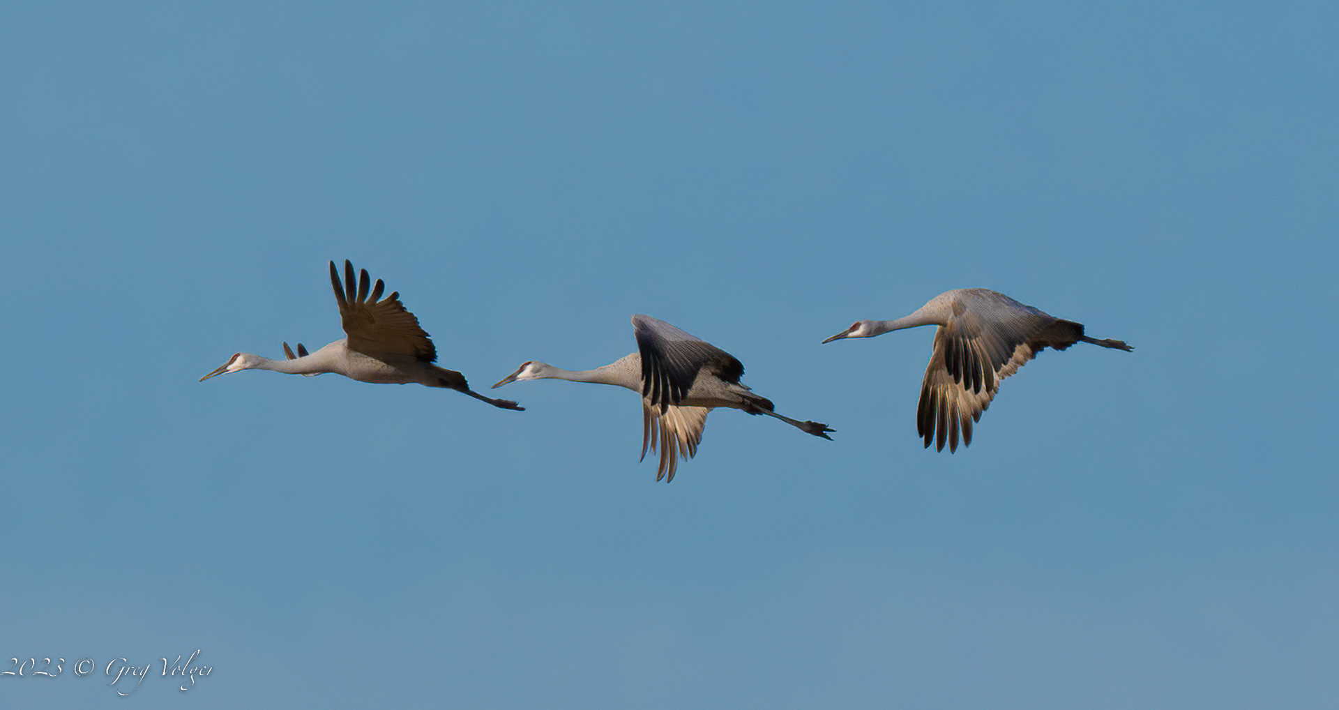 Sandhill crane