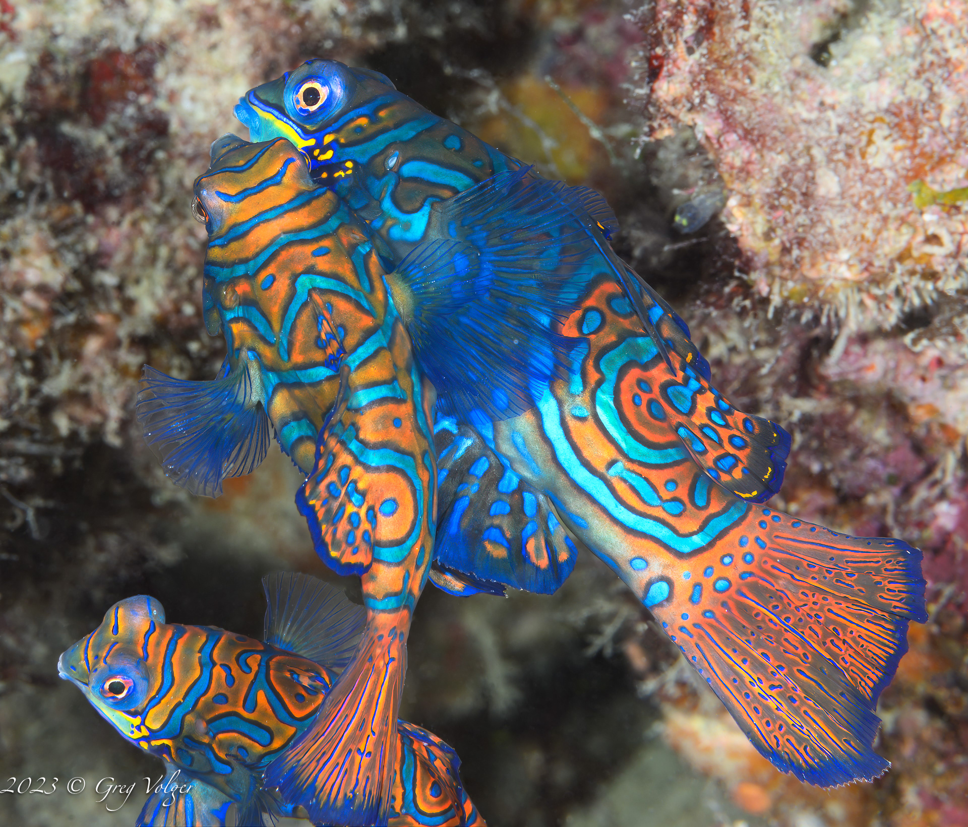 Mating Mandarinfish