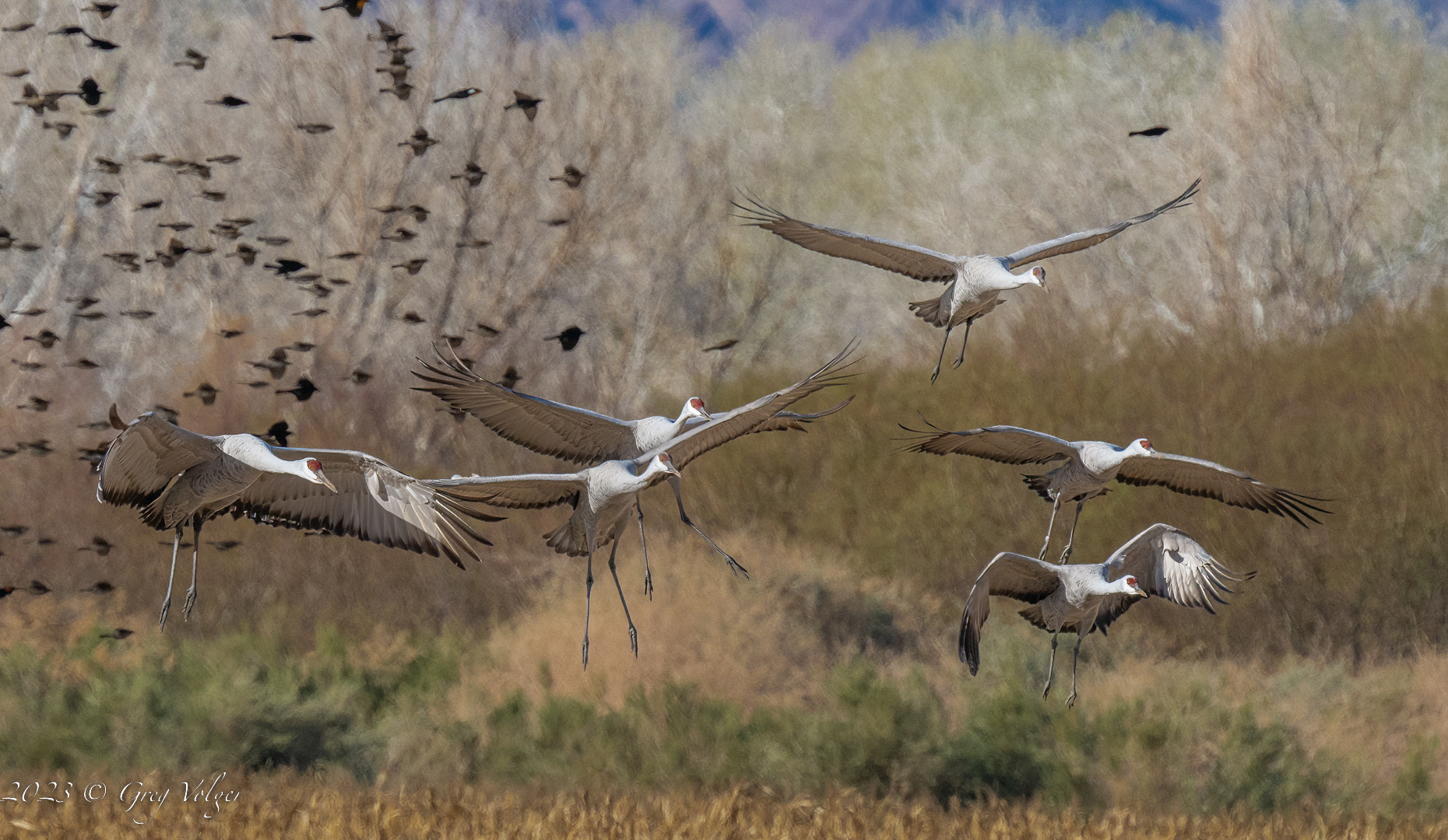 Sandhill crane