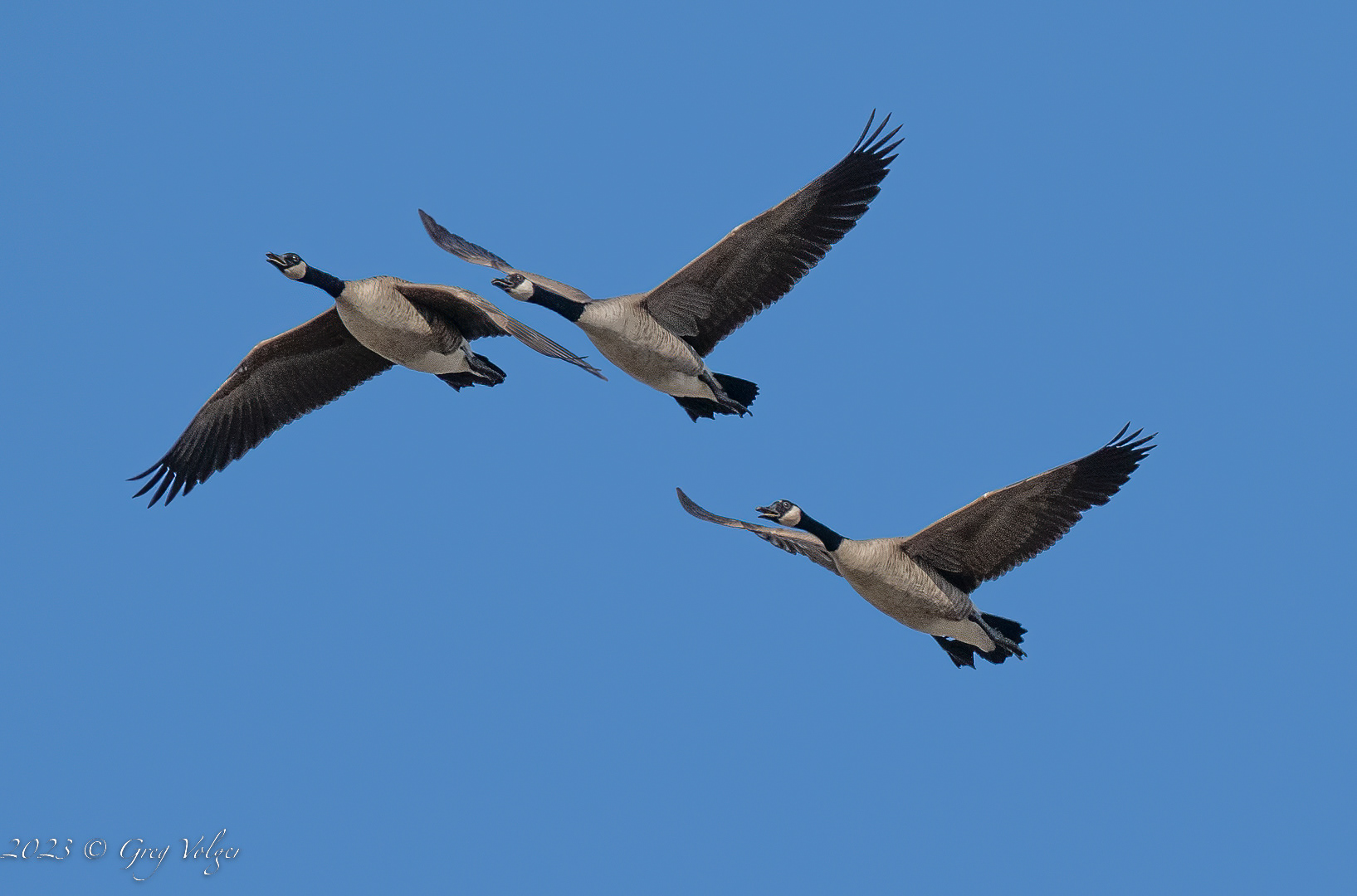 Canadian geese
