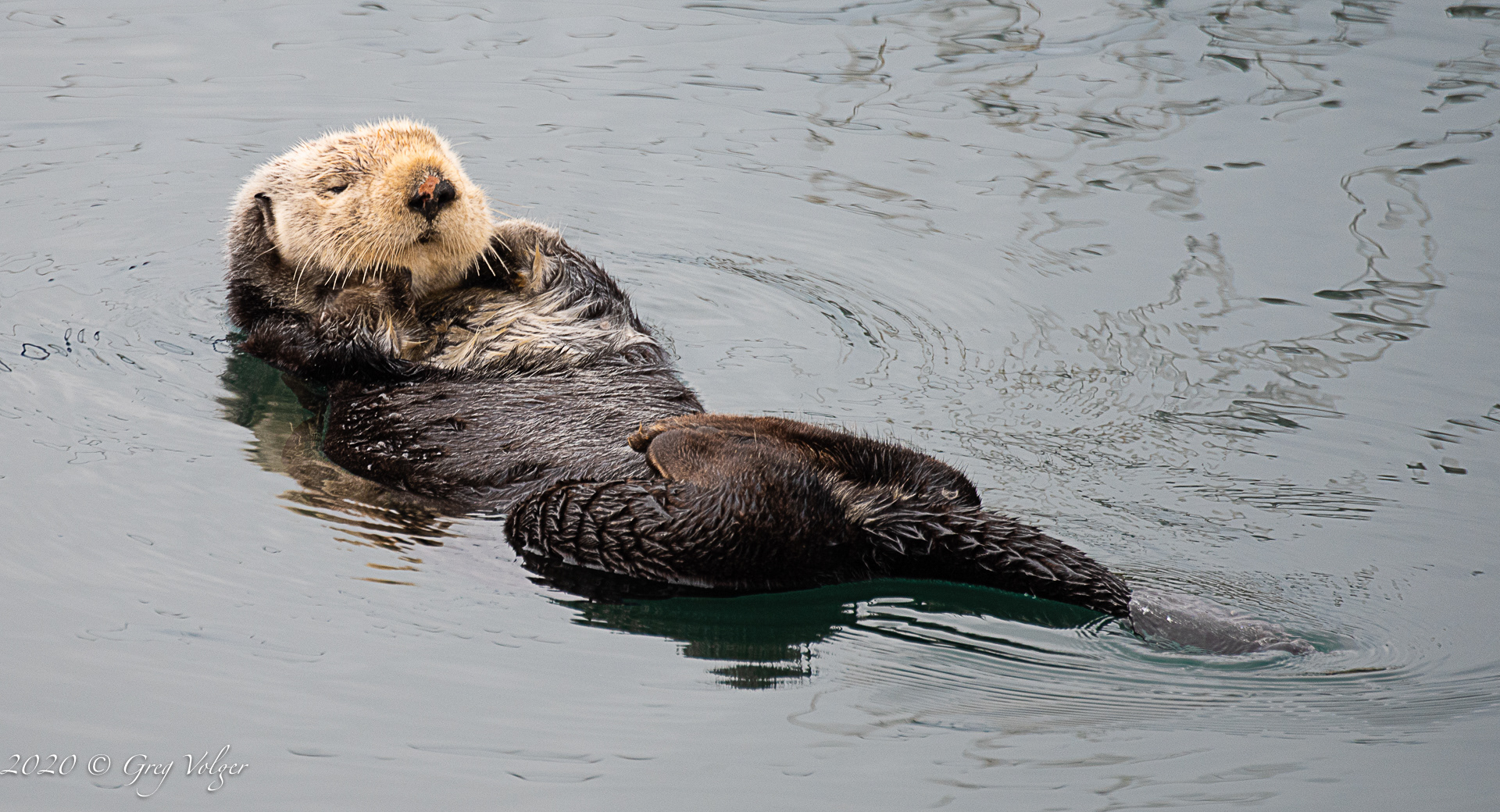 Sea Otter - Morro Bay