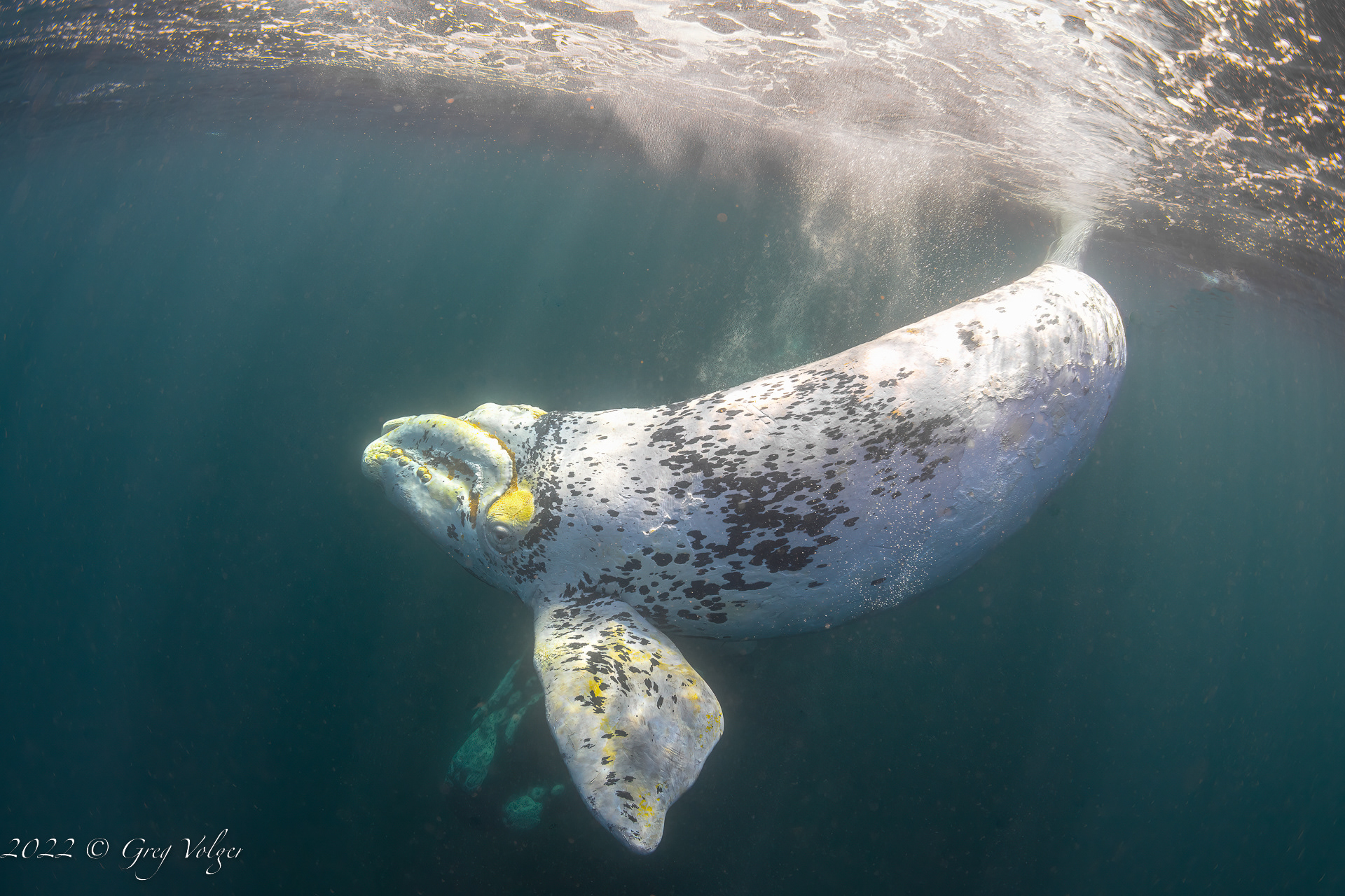 Southern Right Whale